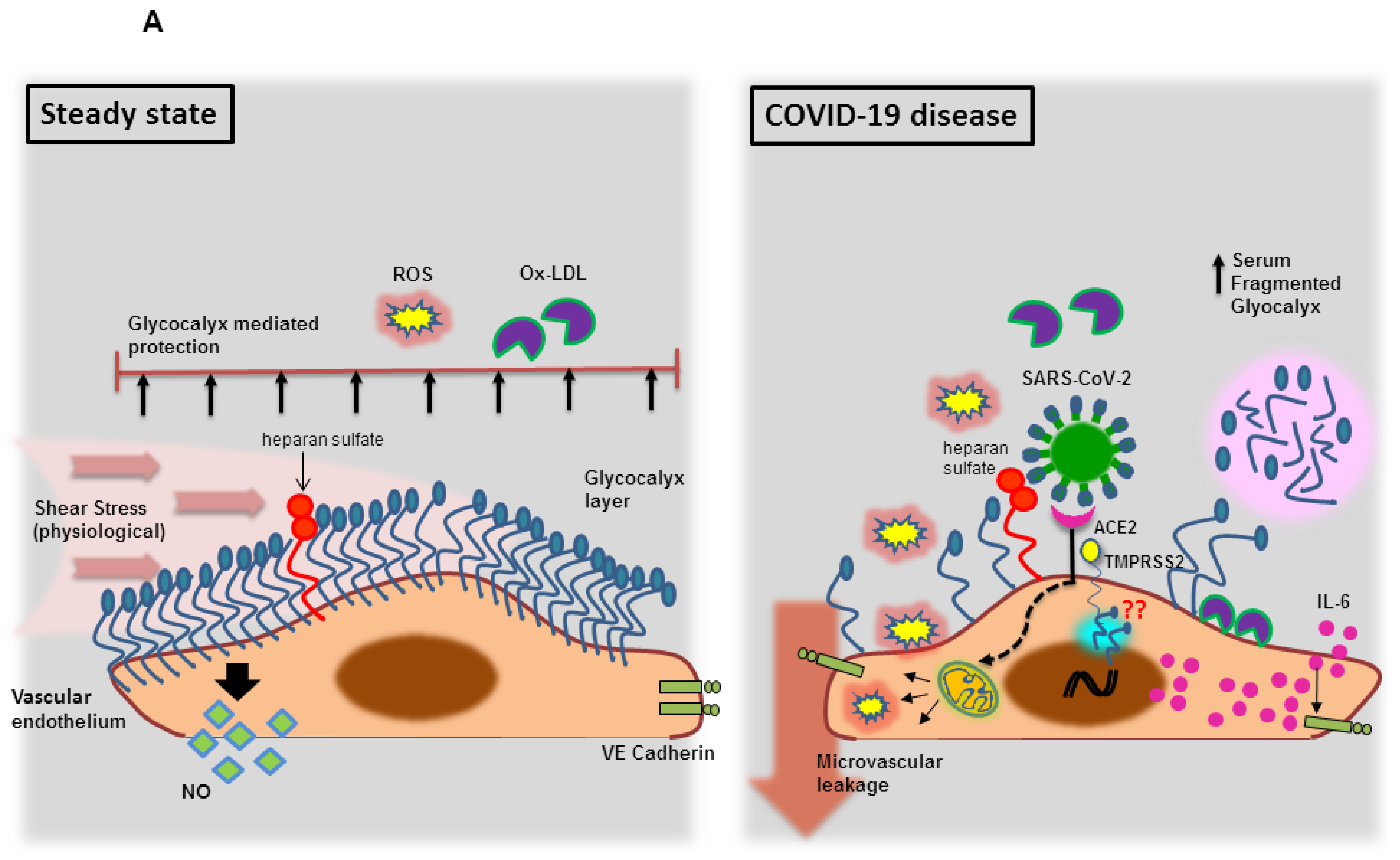 Viruses | Free Full-Text | The SARS-CoV-2/Receptor Axis in Heart and Blood  Vessels: A Crisp Update on COVID-19 Disease with Cardiovascular  Complications