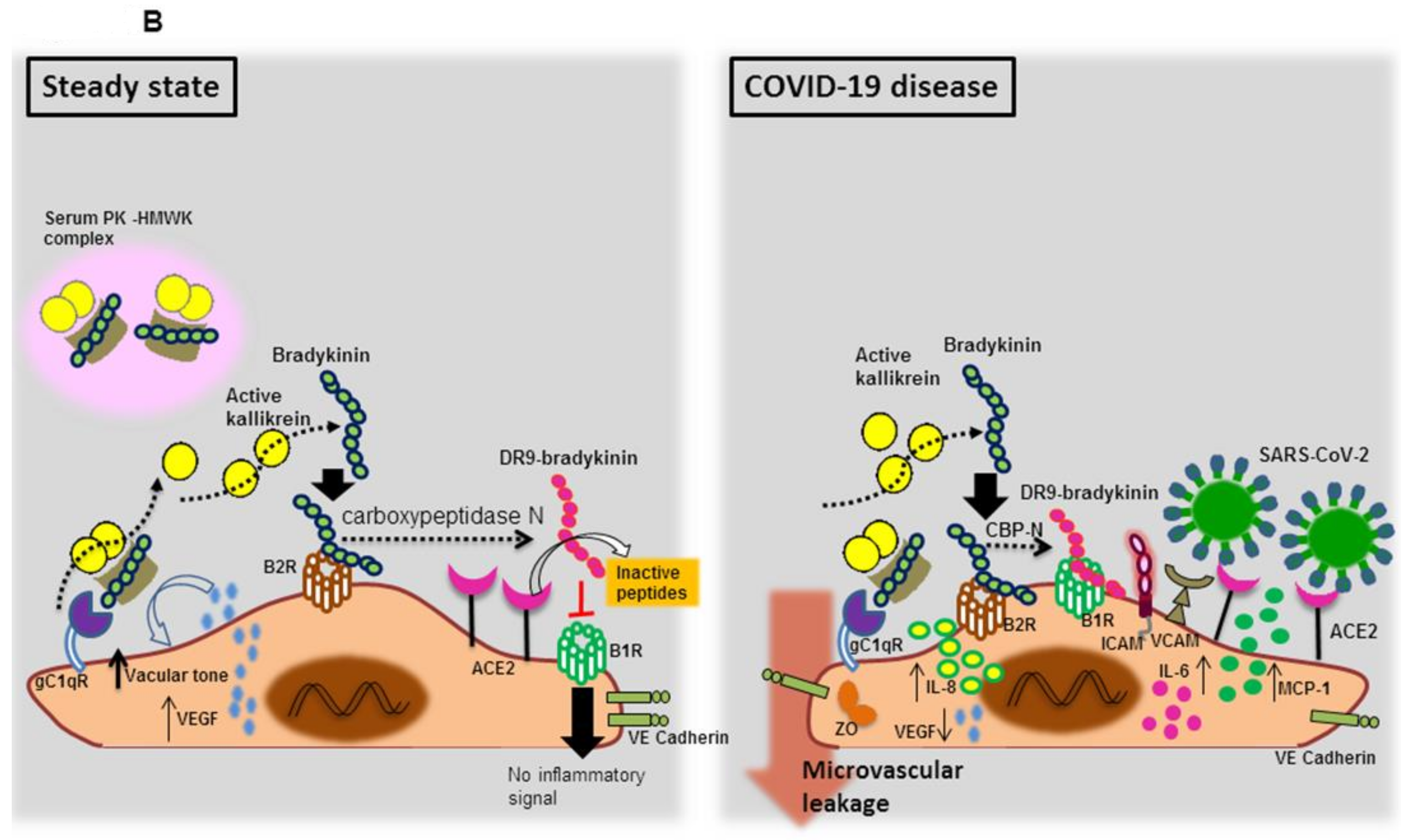 Viruses | Free Full-Text | The SARS-CoV-2/Receptor Axis in Heart and Blood  Vessels: A Crisp Update on COVID-19 Disease with Cardiovascular  Complications | HTML