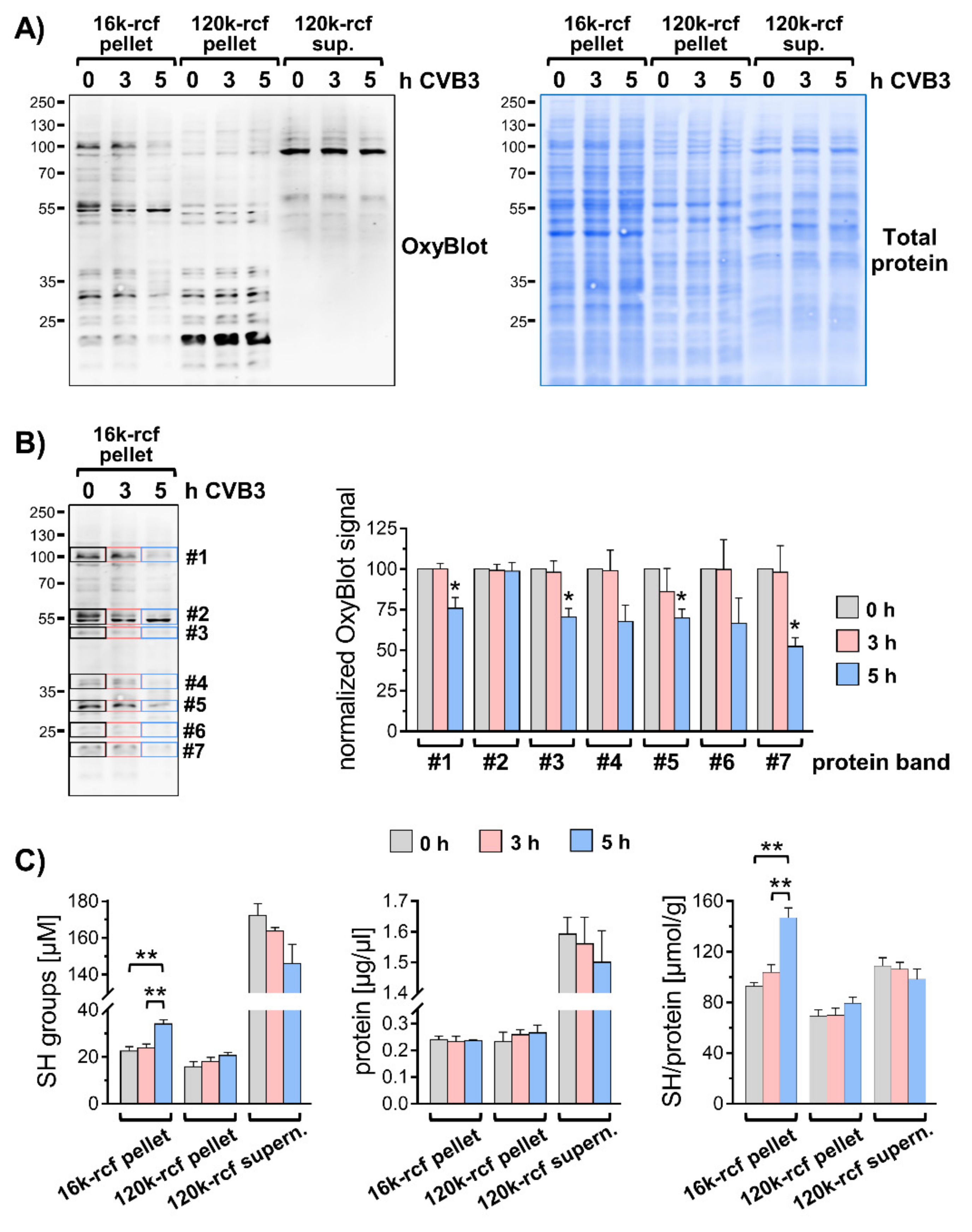 Viruses 13 01360 g003