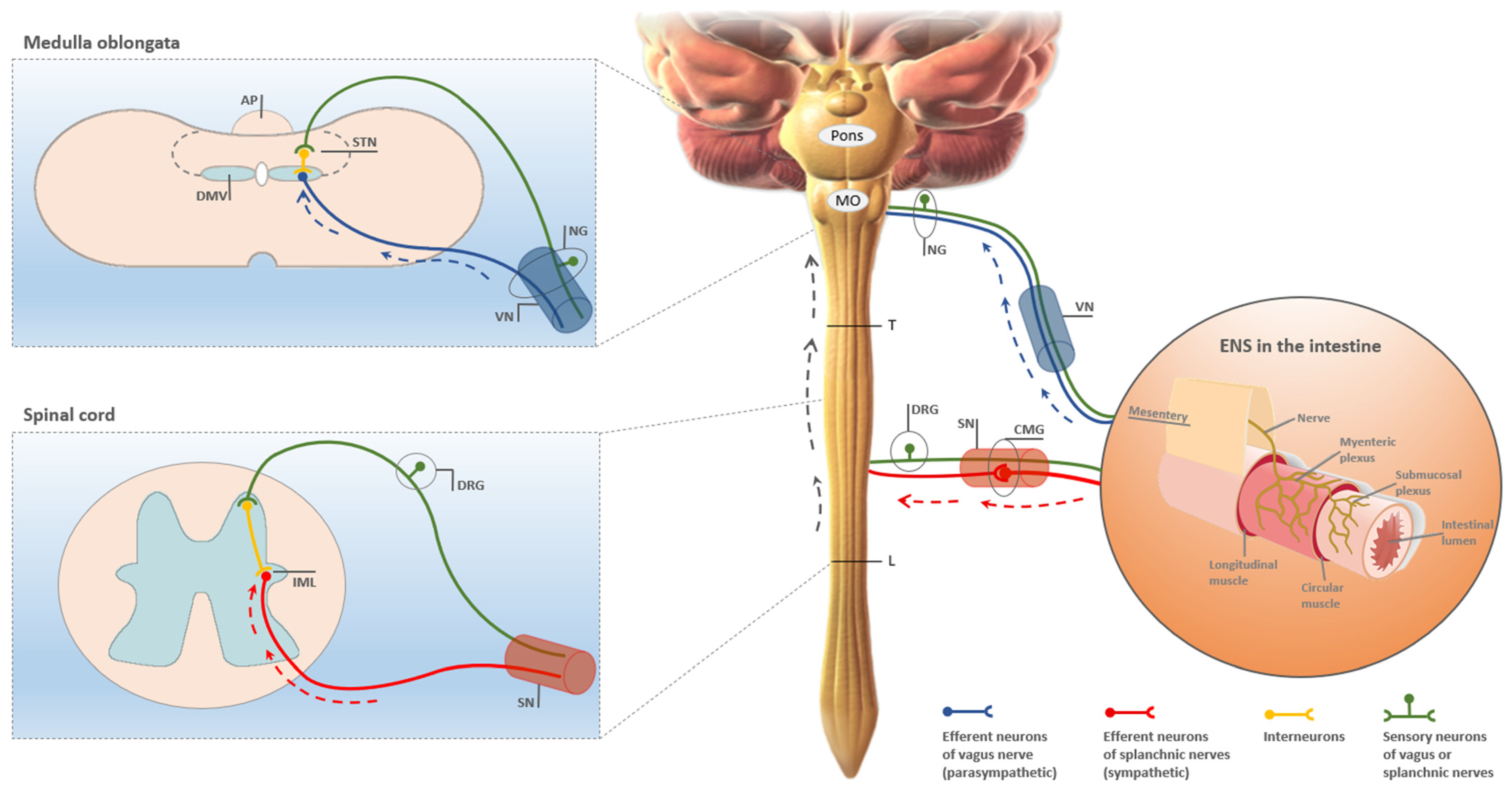 A diagram depicting in vivo and in vitro testing Stock Photo - Alamy