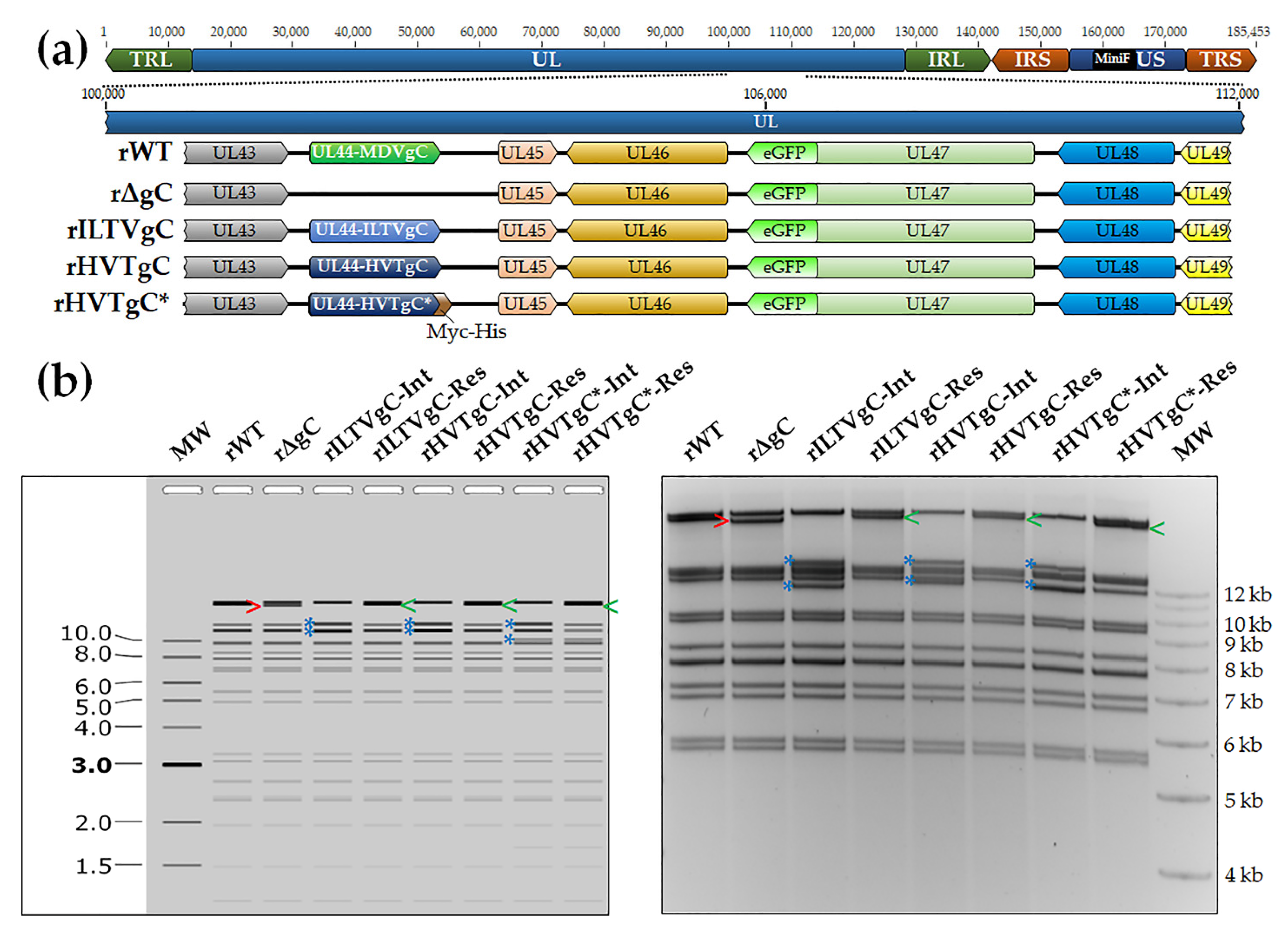 Viruses 13 01419 g001