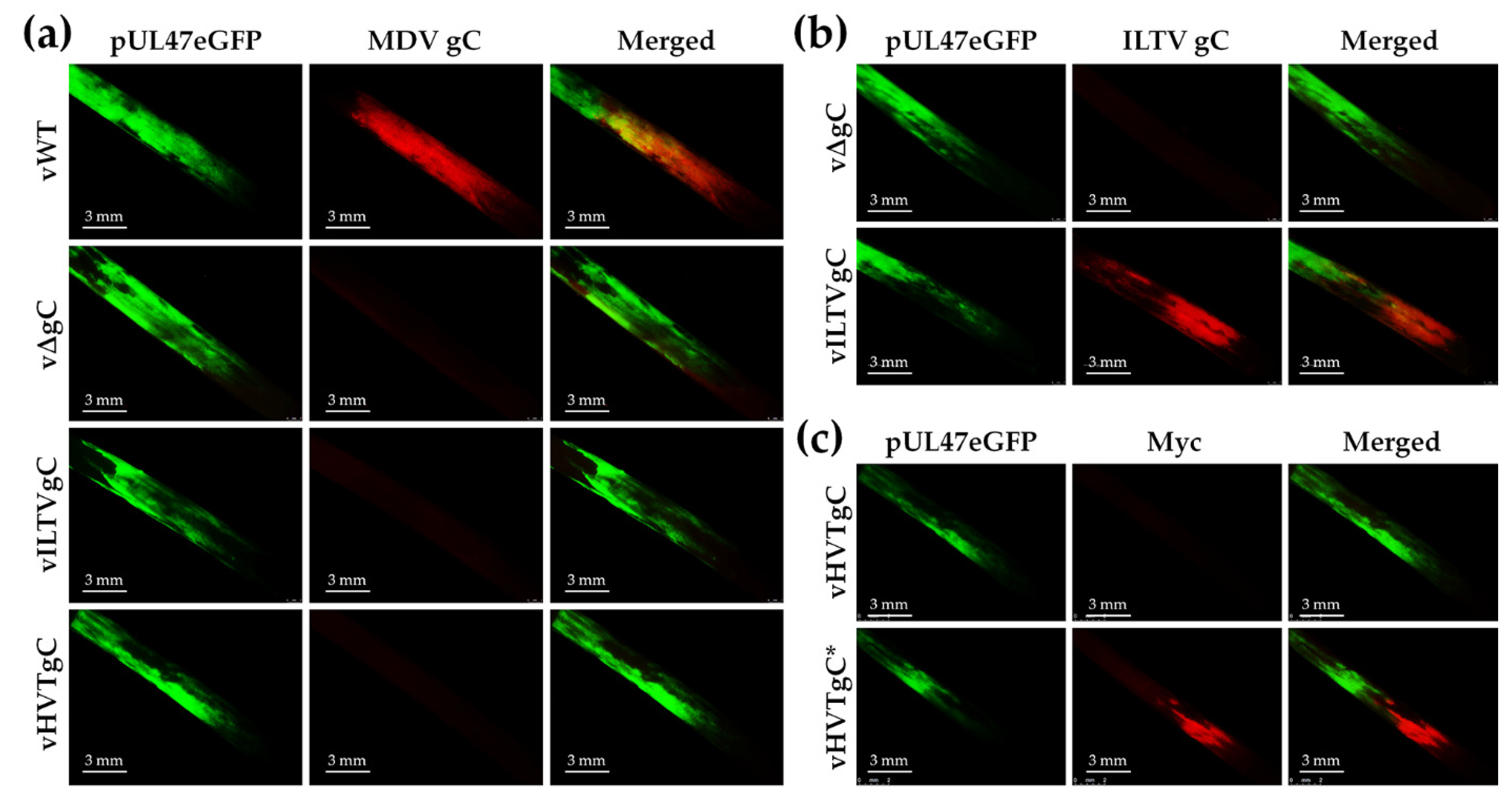 Viruses 13 01419 g004