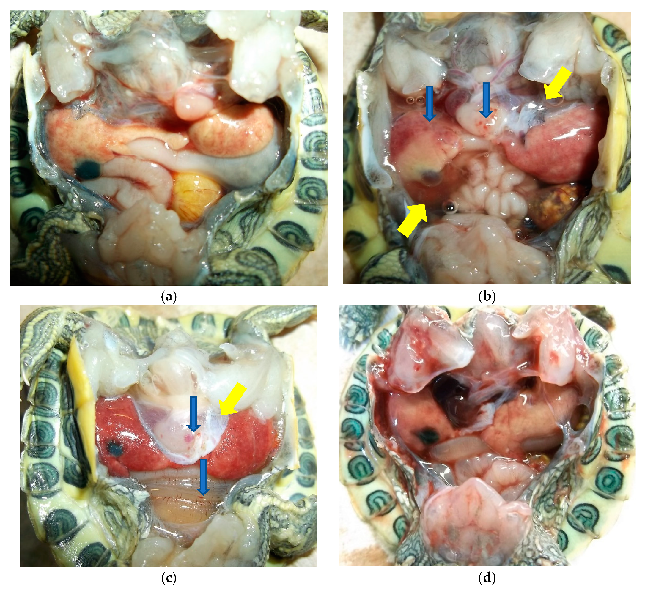 Viruses 13 01440 g001