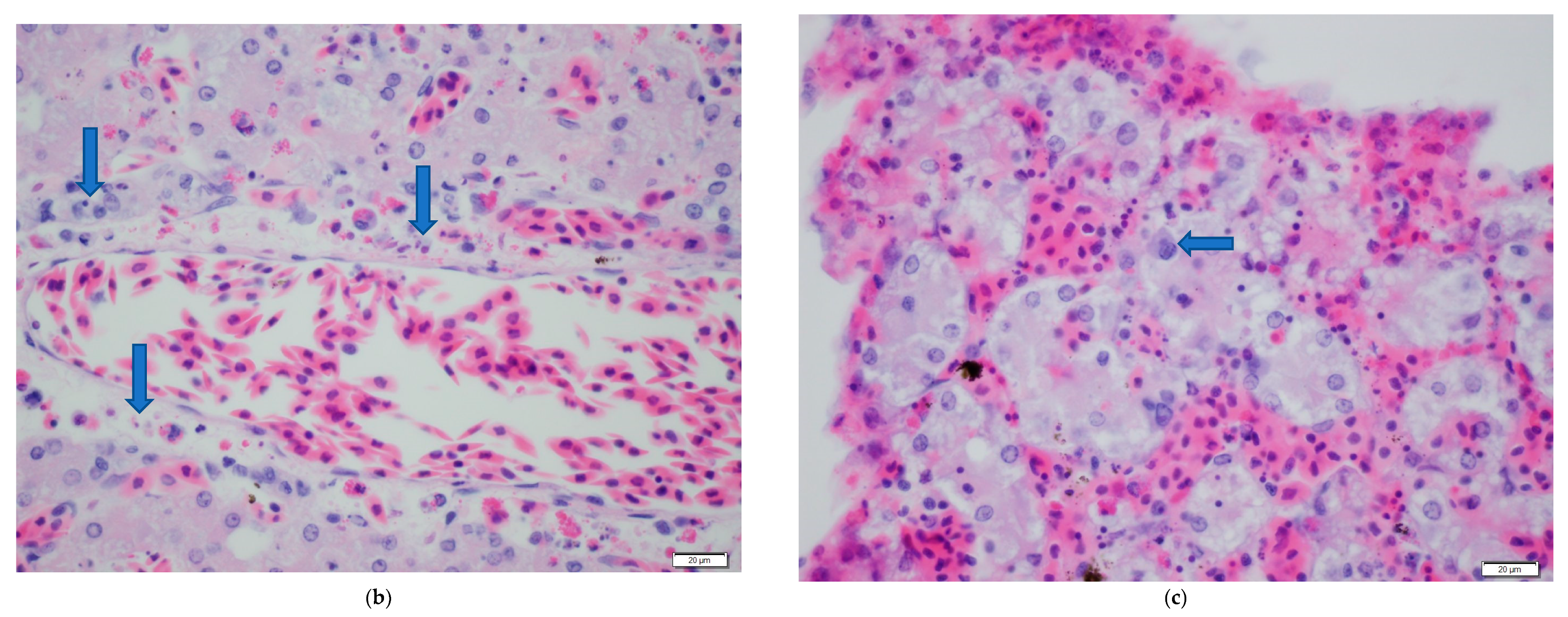 Viruses 13 01440 g003b