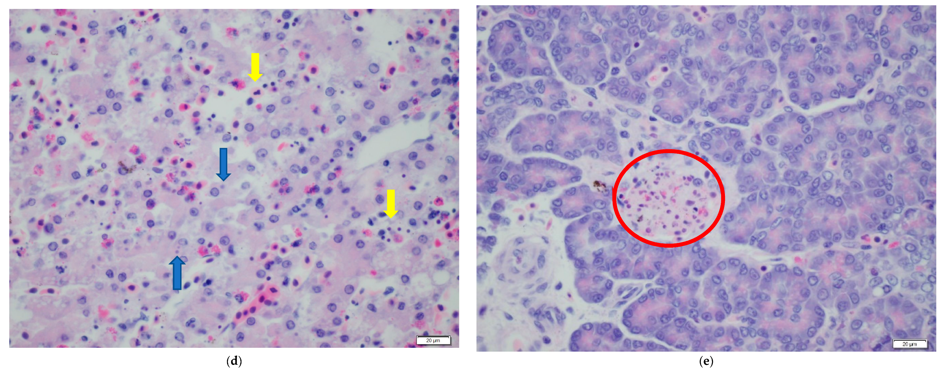 Viruses 13 01440 g003c