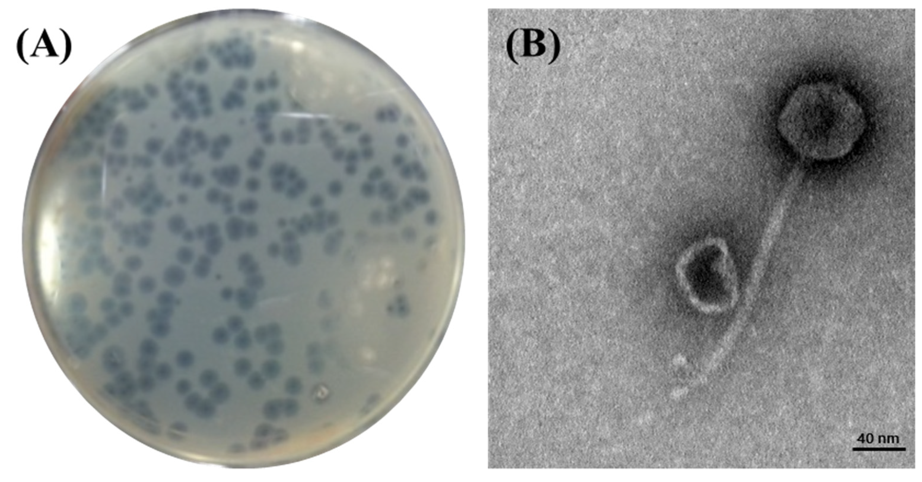 Viruses 13 01469 g001 Viruses 13 01469 g001
