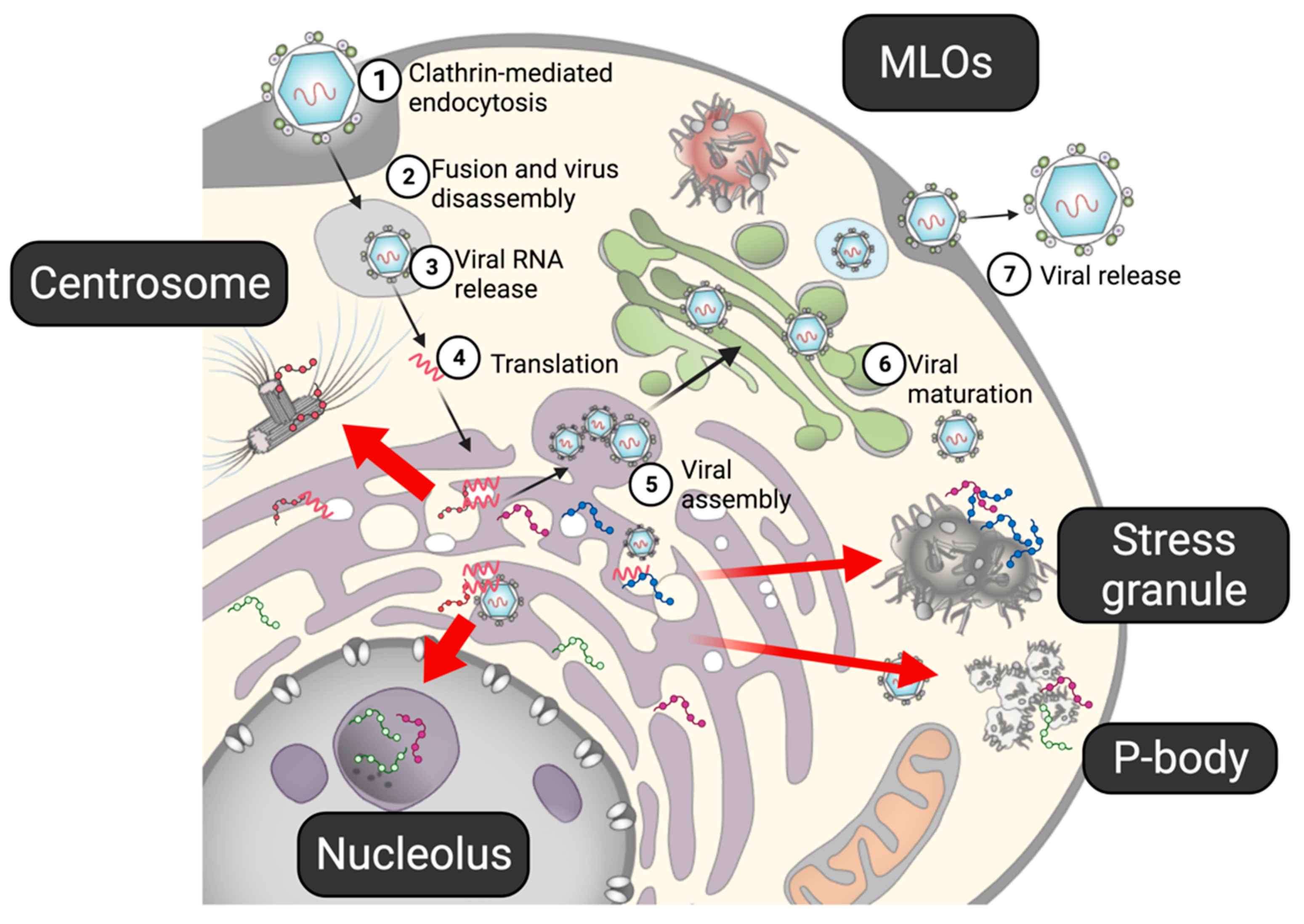 Viruses | Free Full-Text | How Do Flaviviruses Hijack Host Cell