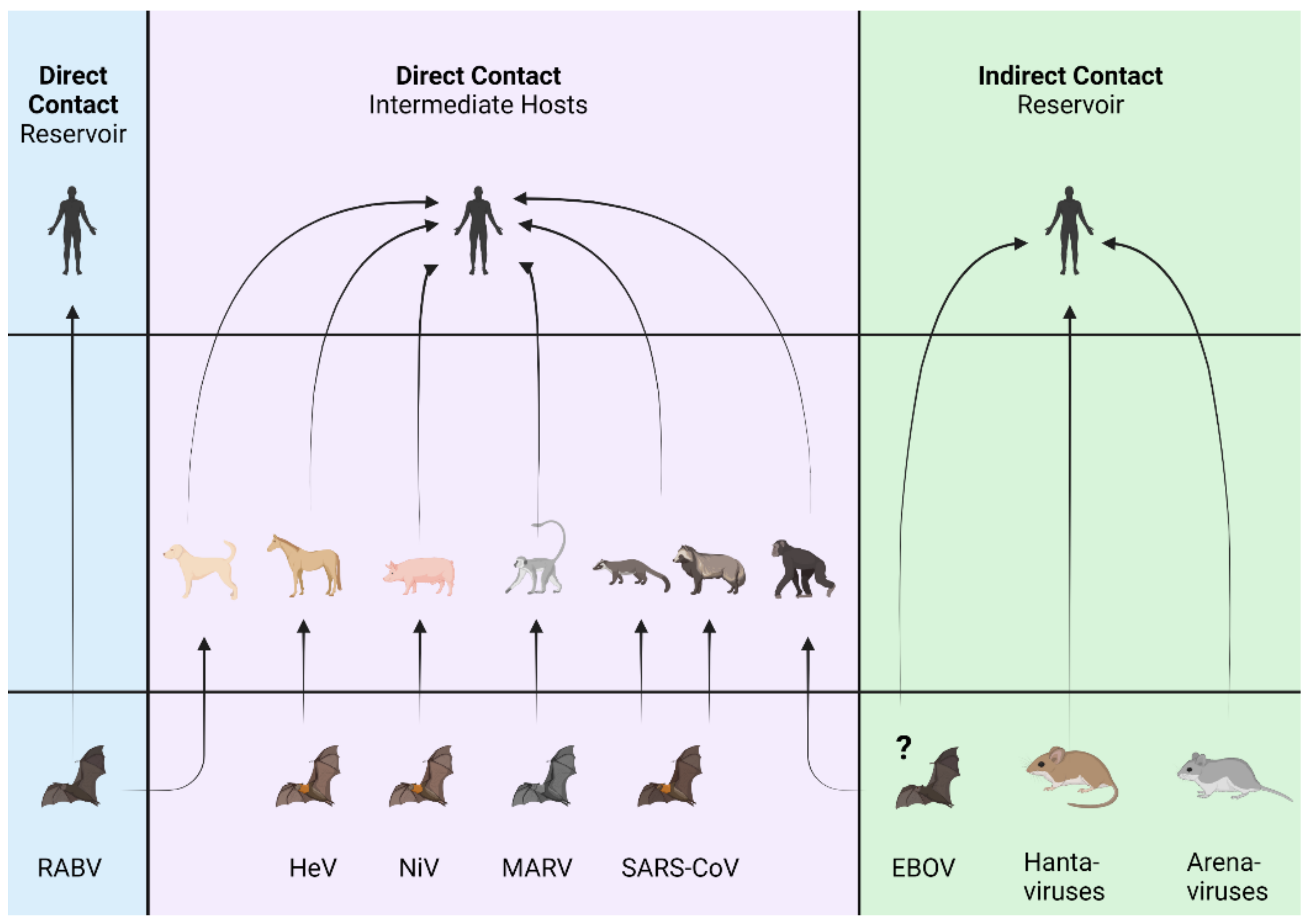 Viruses | Free Full-Text | Common Themes in Zoonotic Spillover and Disease  Emergence: Lessons Learned from Bat- and Rodent-Borne RNA Viruses | HTML