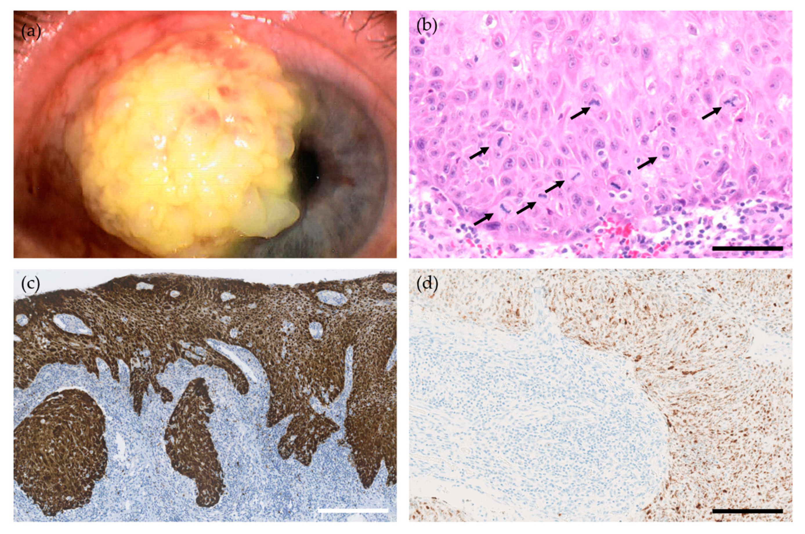 Viruses 13 01522 g002 Viruses 13 01522 g002