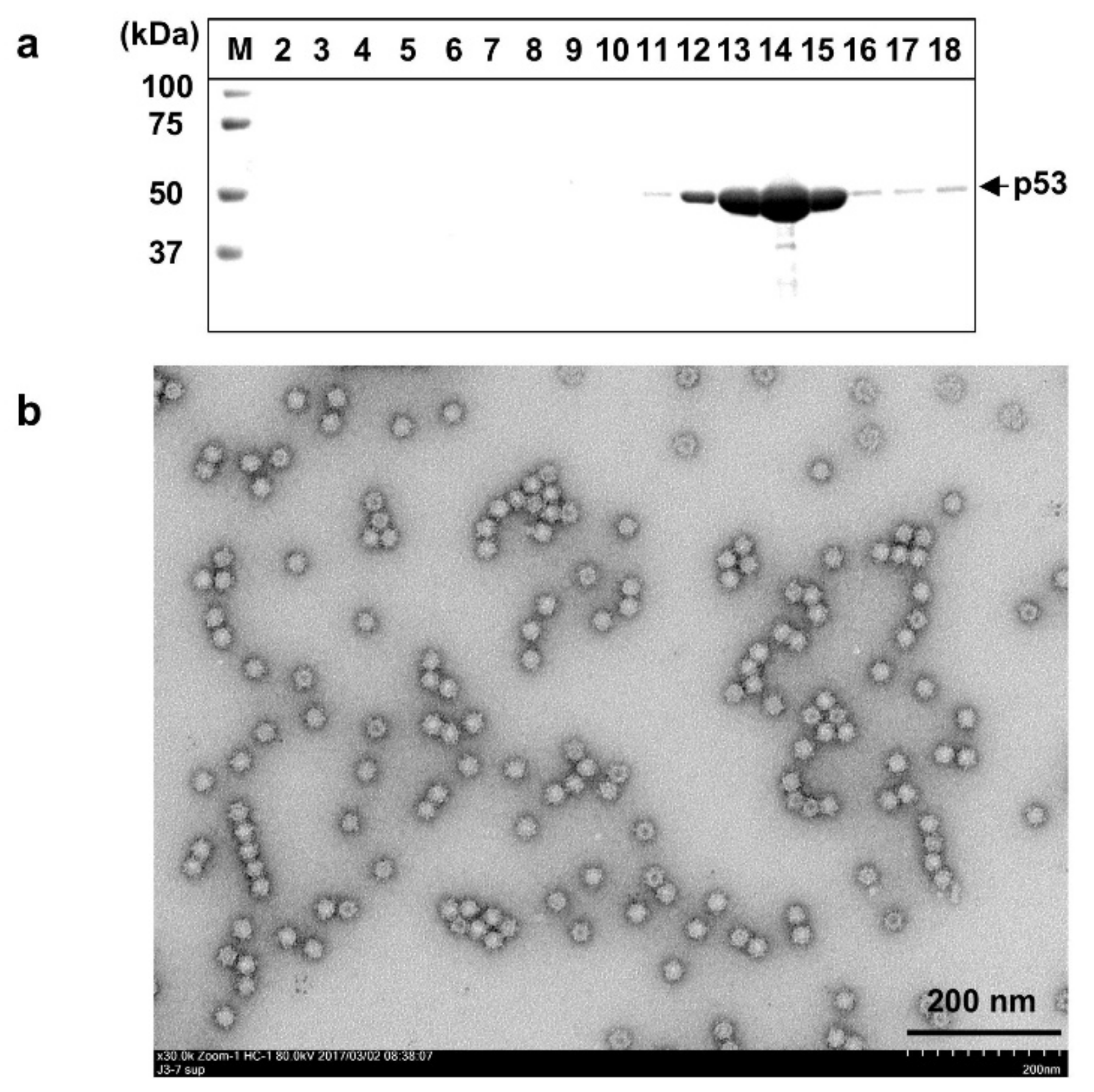 Viruses 13 01573 g001 Viruses 13 01573 g001