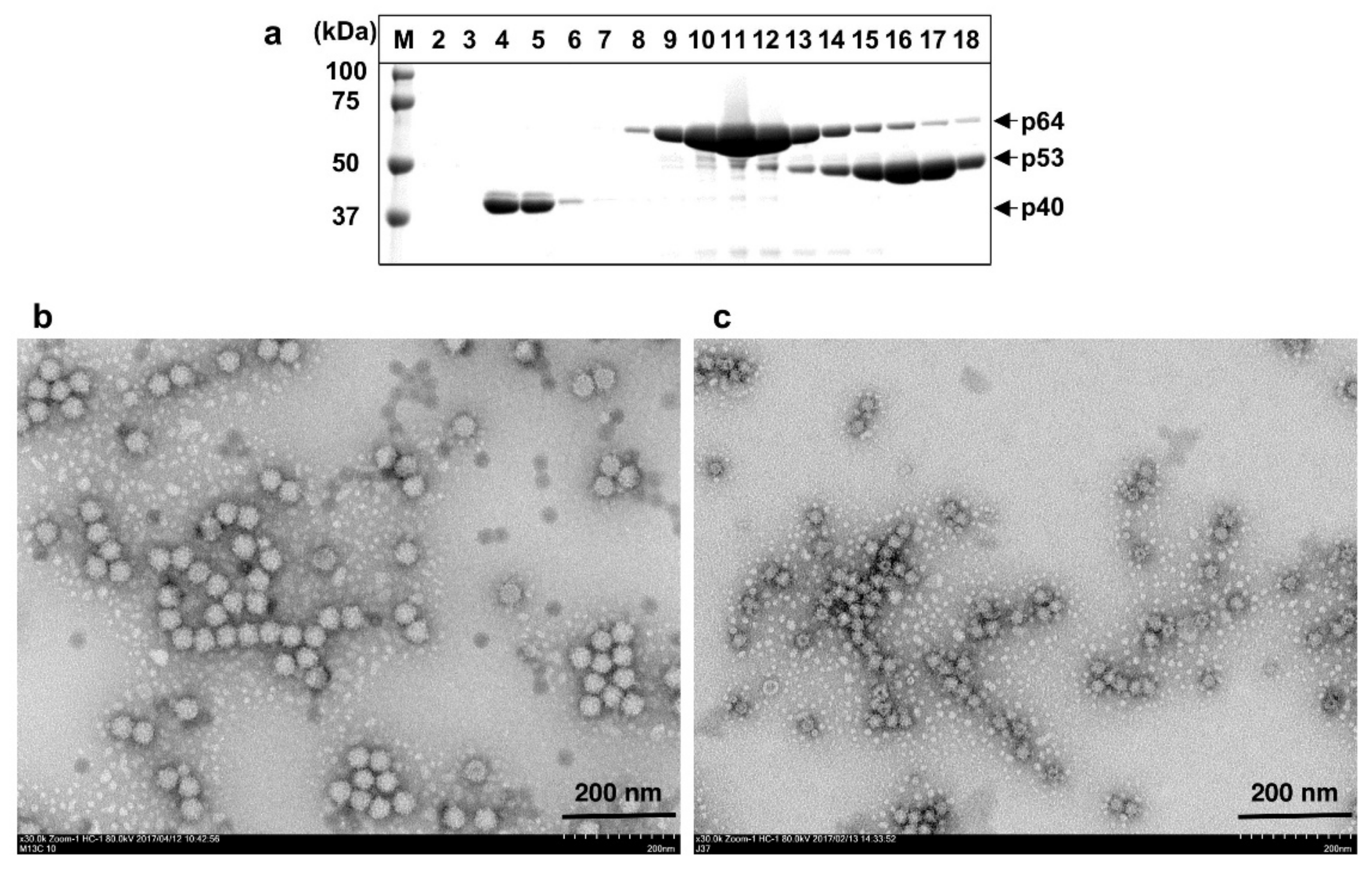 Viruses 13 01573 g002 Viruses 13 01573 g002