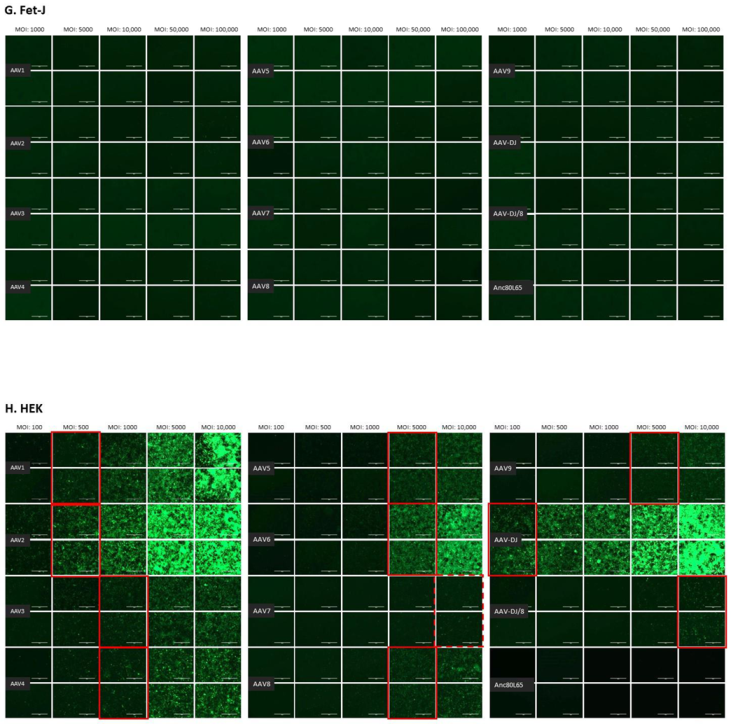 Viruses | Free Full-Text | Adeno-Associated Vector-Delivered CRISPR