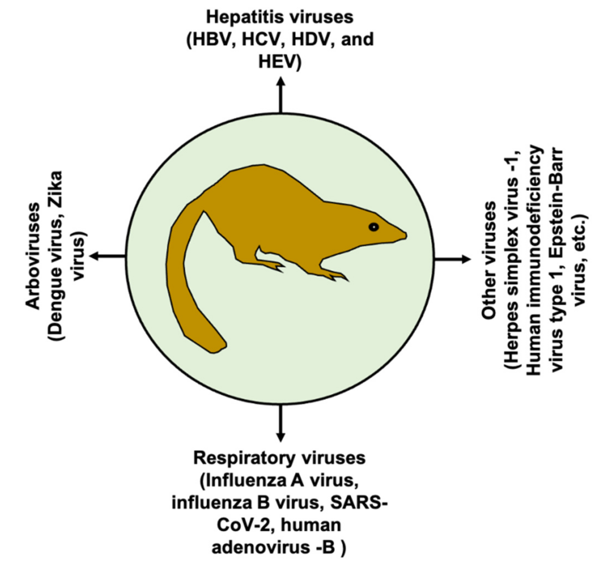 Viruses | Free Full-Text | Tree Shrew as an Emerging Small Animal Model for  Human Viral Infection: A Recent Overview