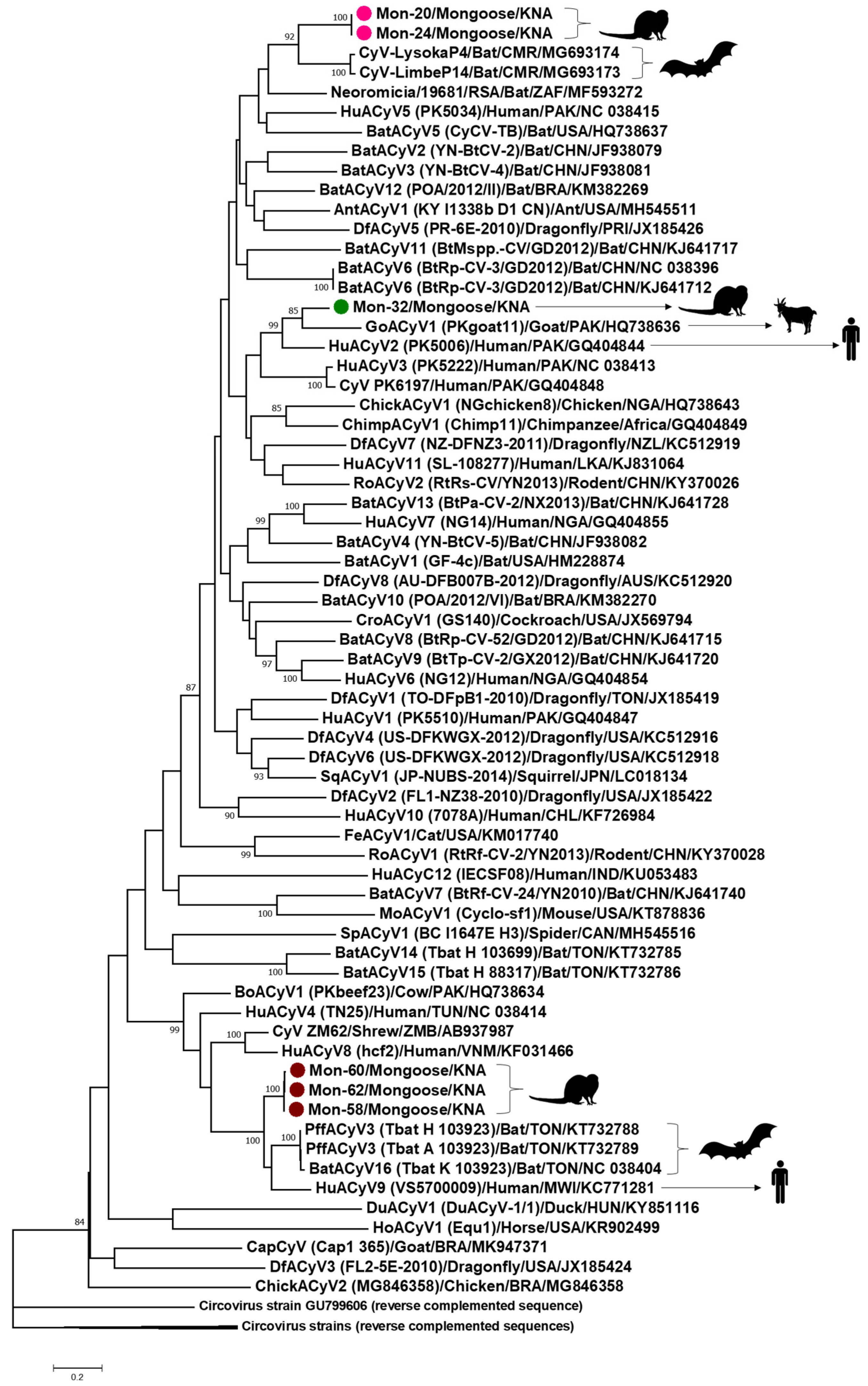 Viruses 13 01700 g006 Viruses 13 01700 g006