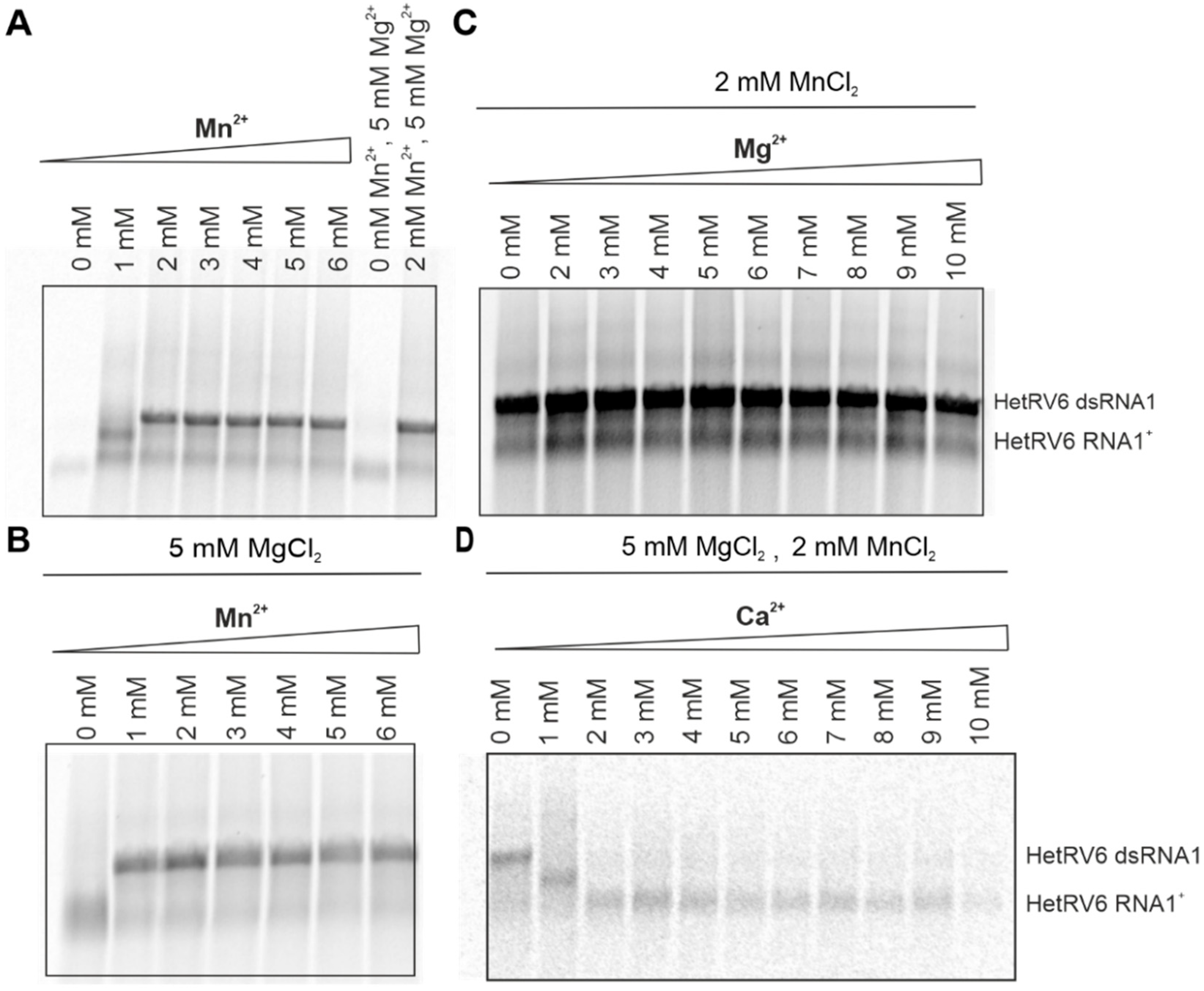 Viruses 13 01738 g006