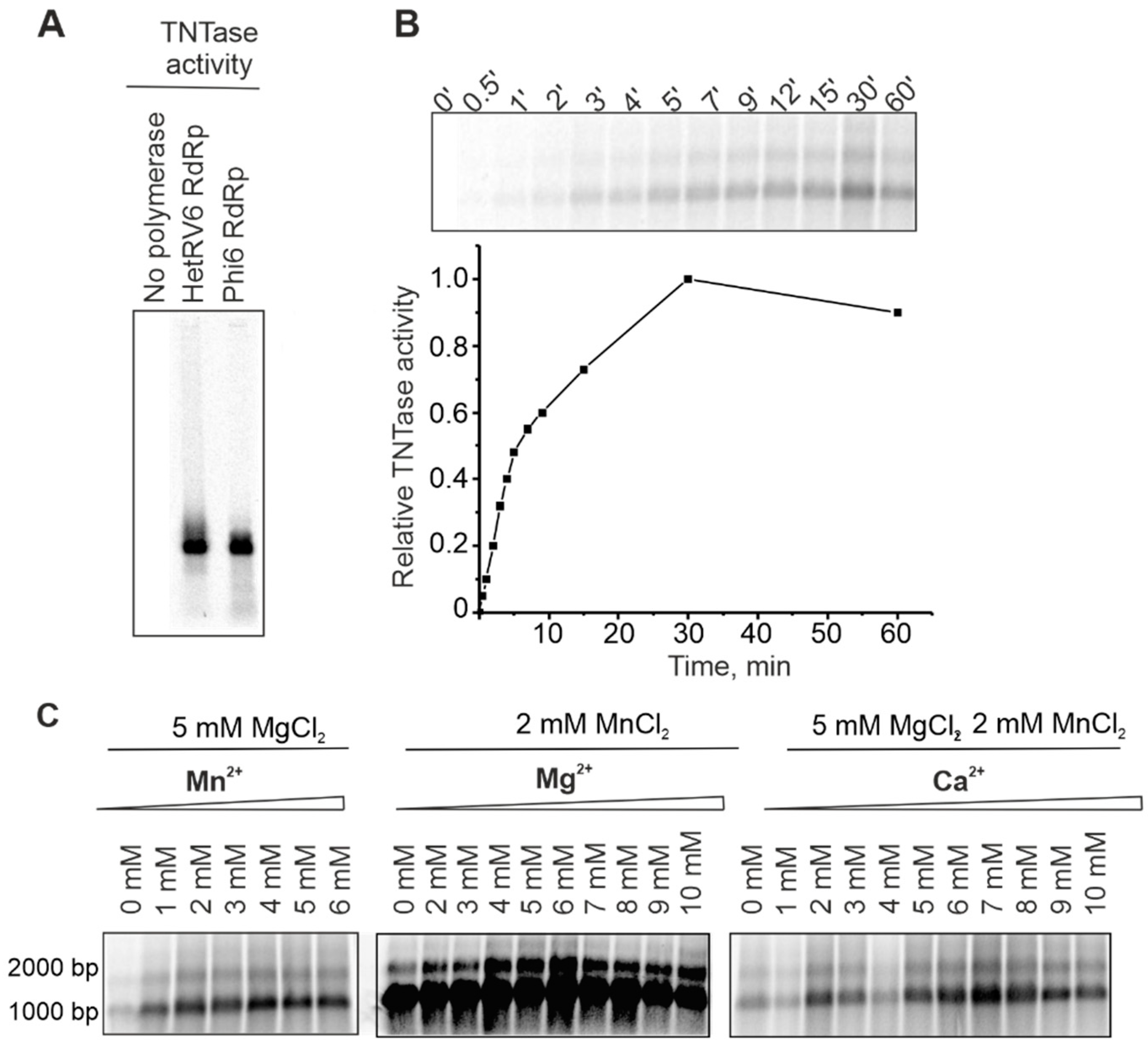 Viruses 13 01738 g007