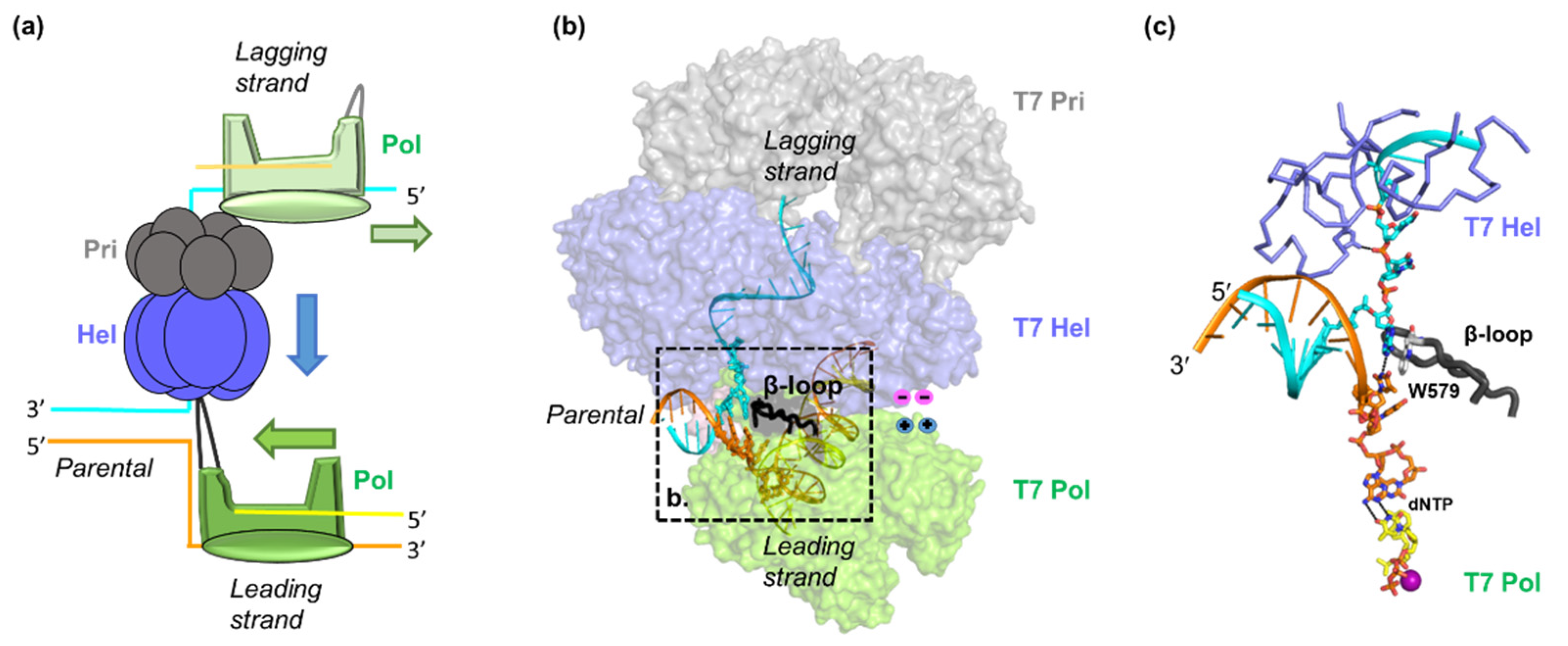 Viruses 13 01739 g002