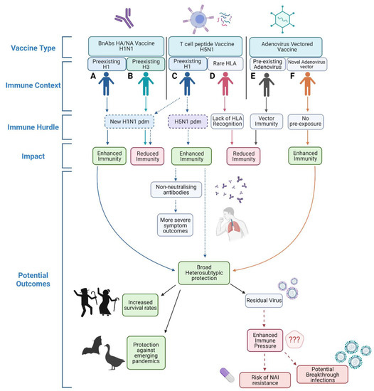 Viruses | Free Full-Text | Universally Immune: How Infection Permissive  Next Generation Influenza Vaccines May Affect Population Immunity and Viral  Spread | HTML