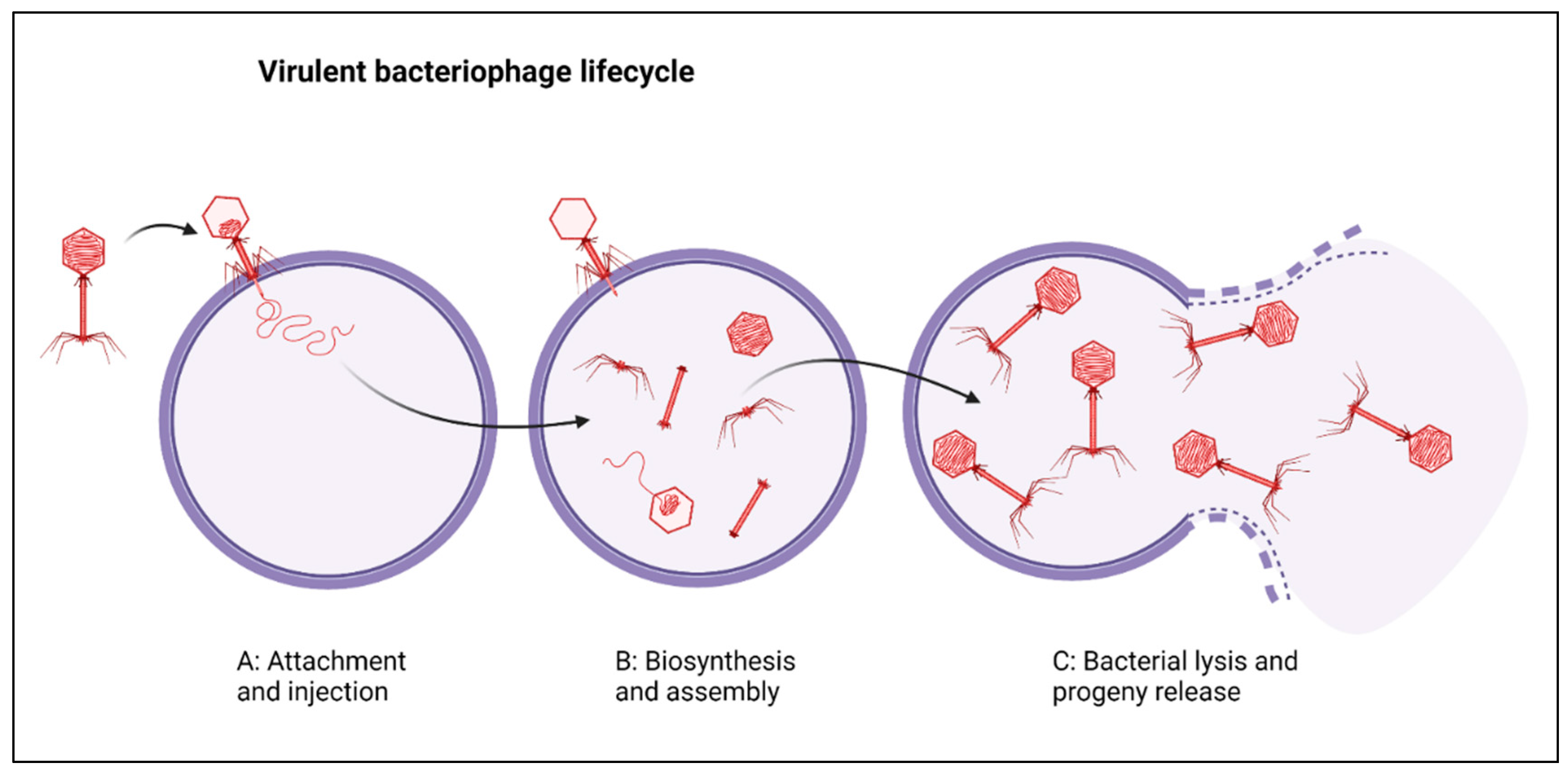 Viruses | Free Full-Text | Phage Therapy for Multi-Drug Resistant  Respiratory Tract Infections