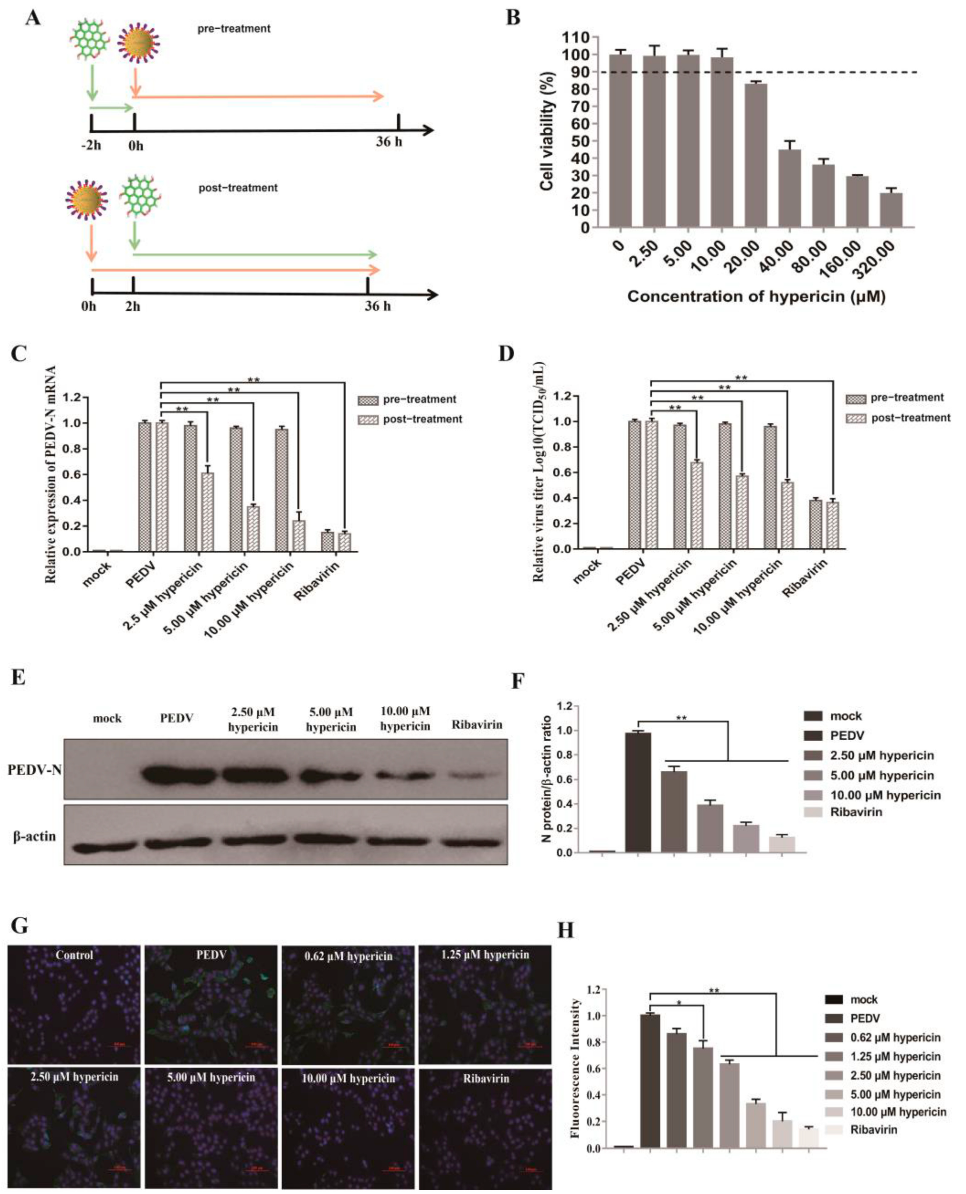 Viruses | Free Full-Text | Hypericin Inhibit Alpha-Coronavirus