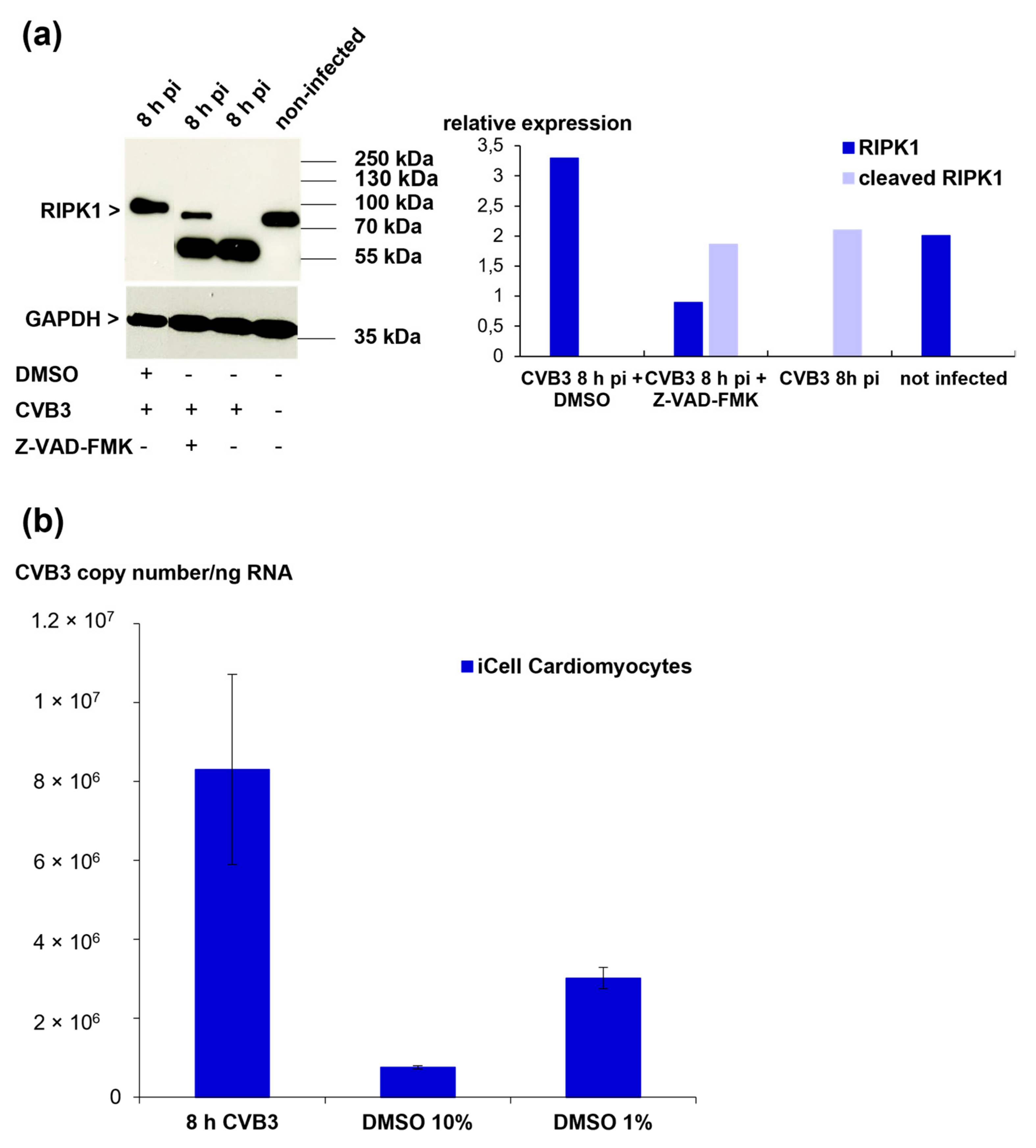 Viruses 13 01835 g008 Viruses 13 01835 g008