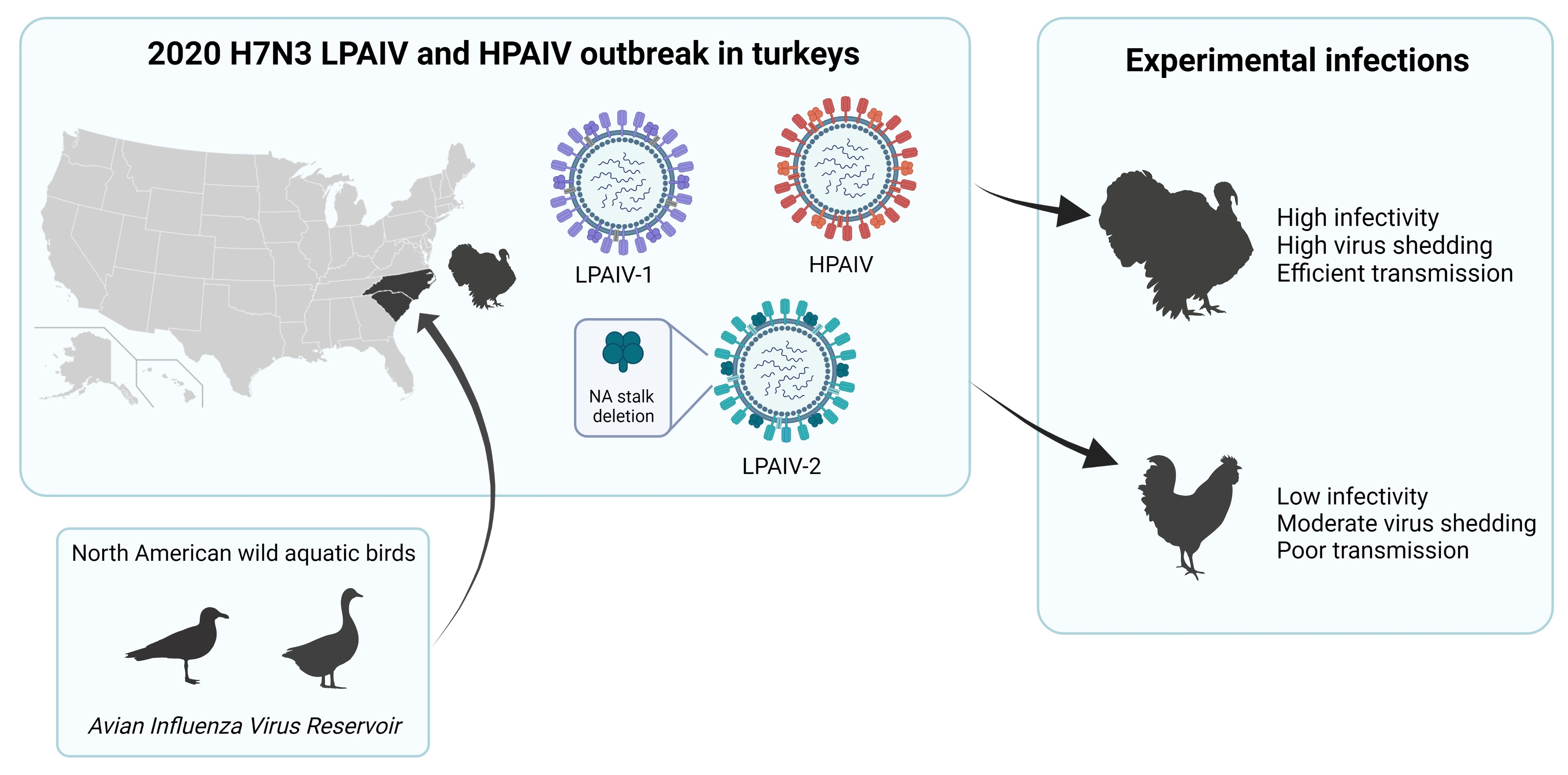 Viruses Free Full Text The Pathobiology Of H7n3 Low And High Pathogenicity Avian Influenza 5298