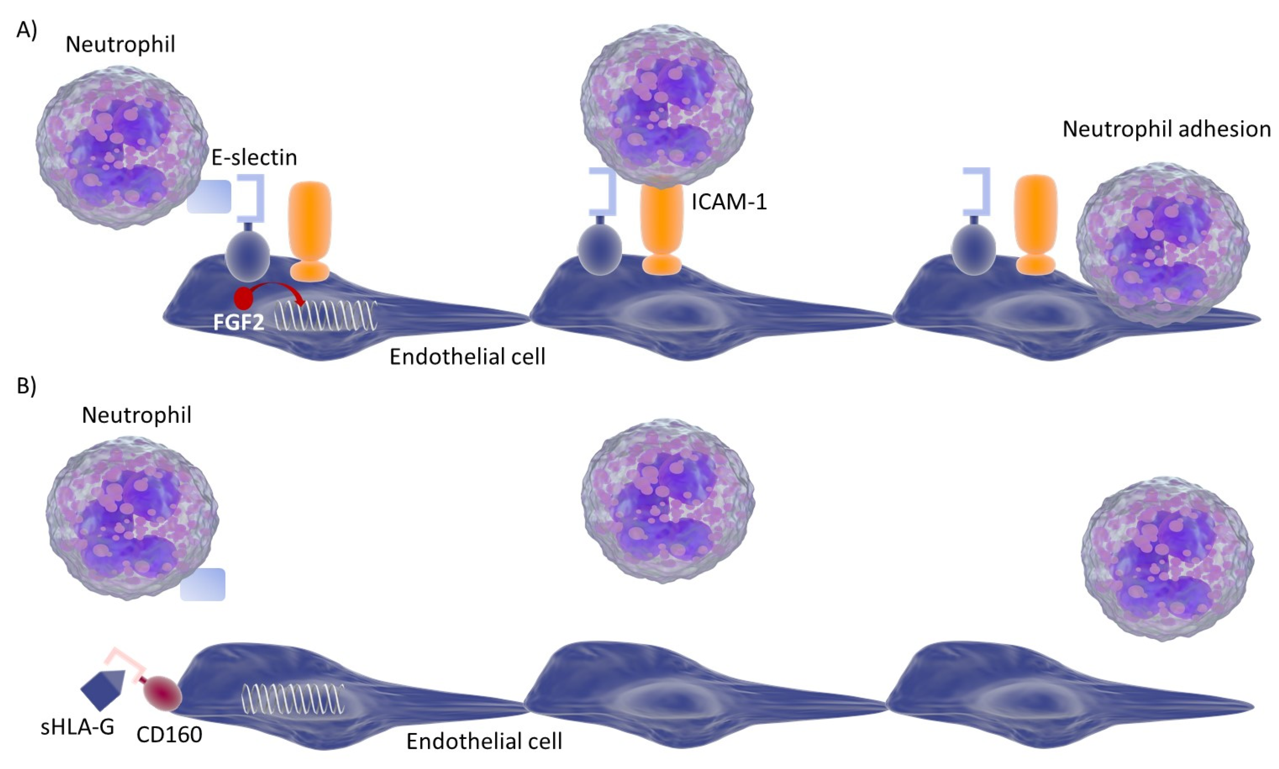 Viruses 13 01855 g004