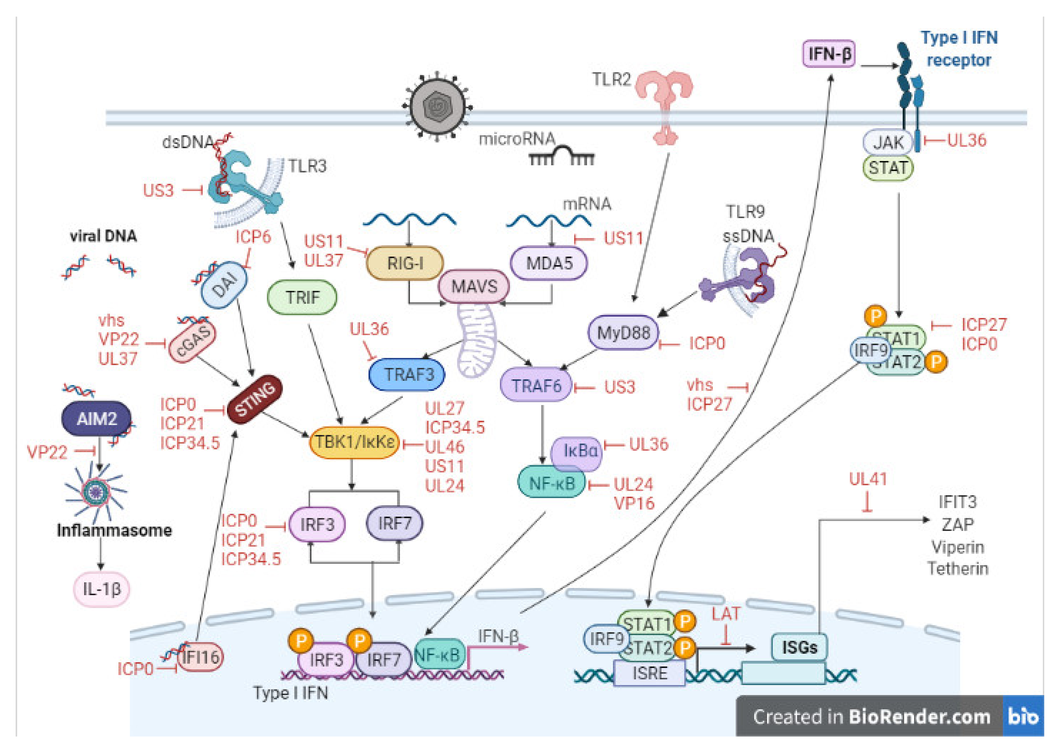 Viruses | Free Full-Text | Advancing Our Understanding of Corneal ...