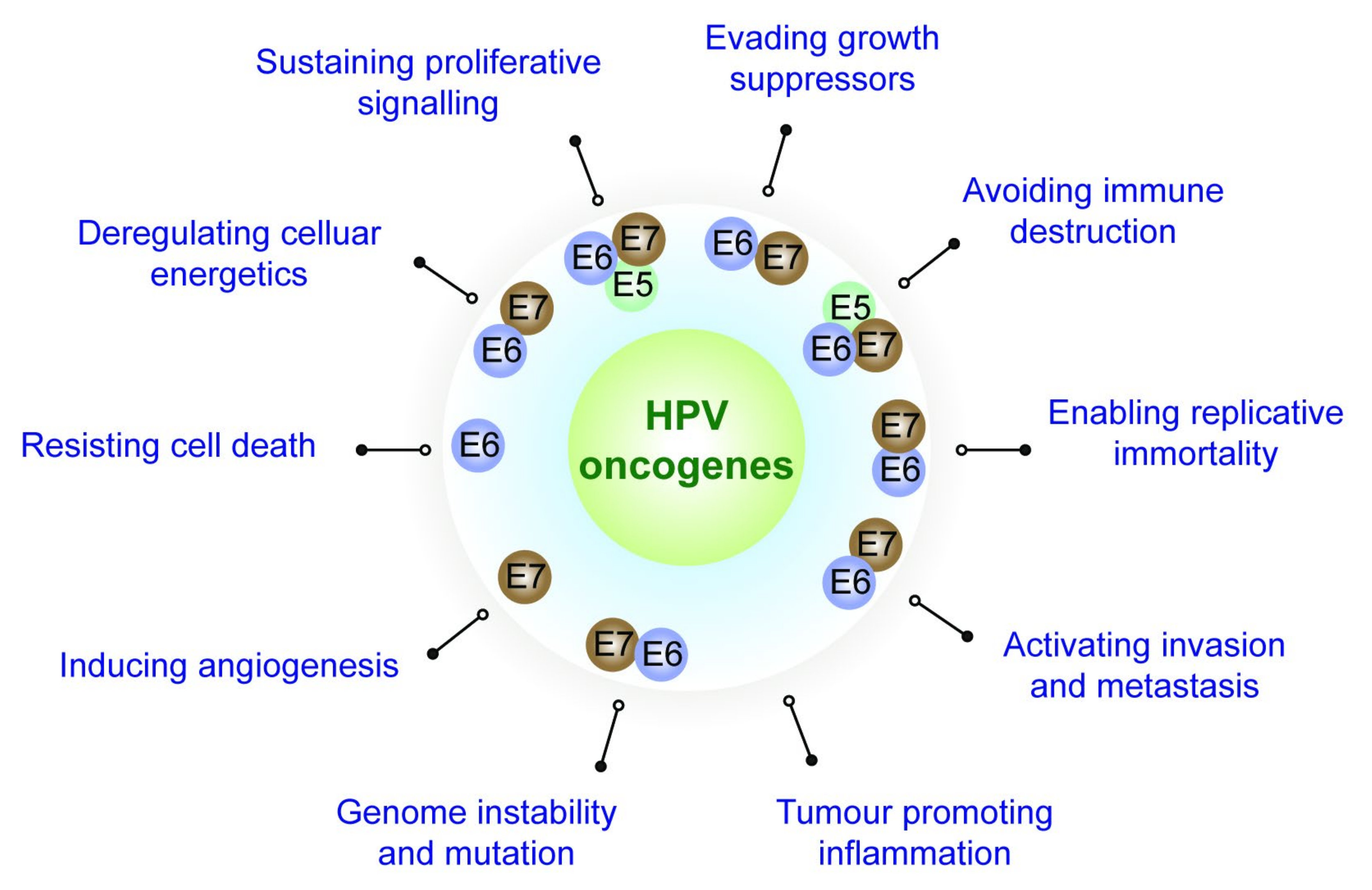 Viruses | Free Full-Text | The Not-So-Good, the Bad and the Ugly: HPV E5,  E6 and E7 Oncoproteins in the Orchestration of Carcinogenesis
