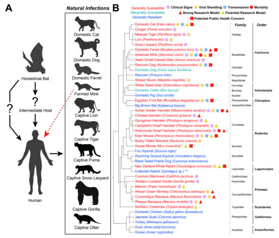 Viruses | Free Full-Text | Natural and Experimental SARS-CoV-2 Infection in  Domestic and Wild Animals