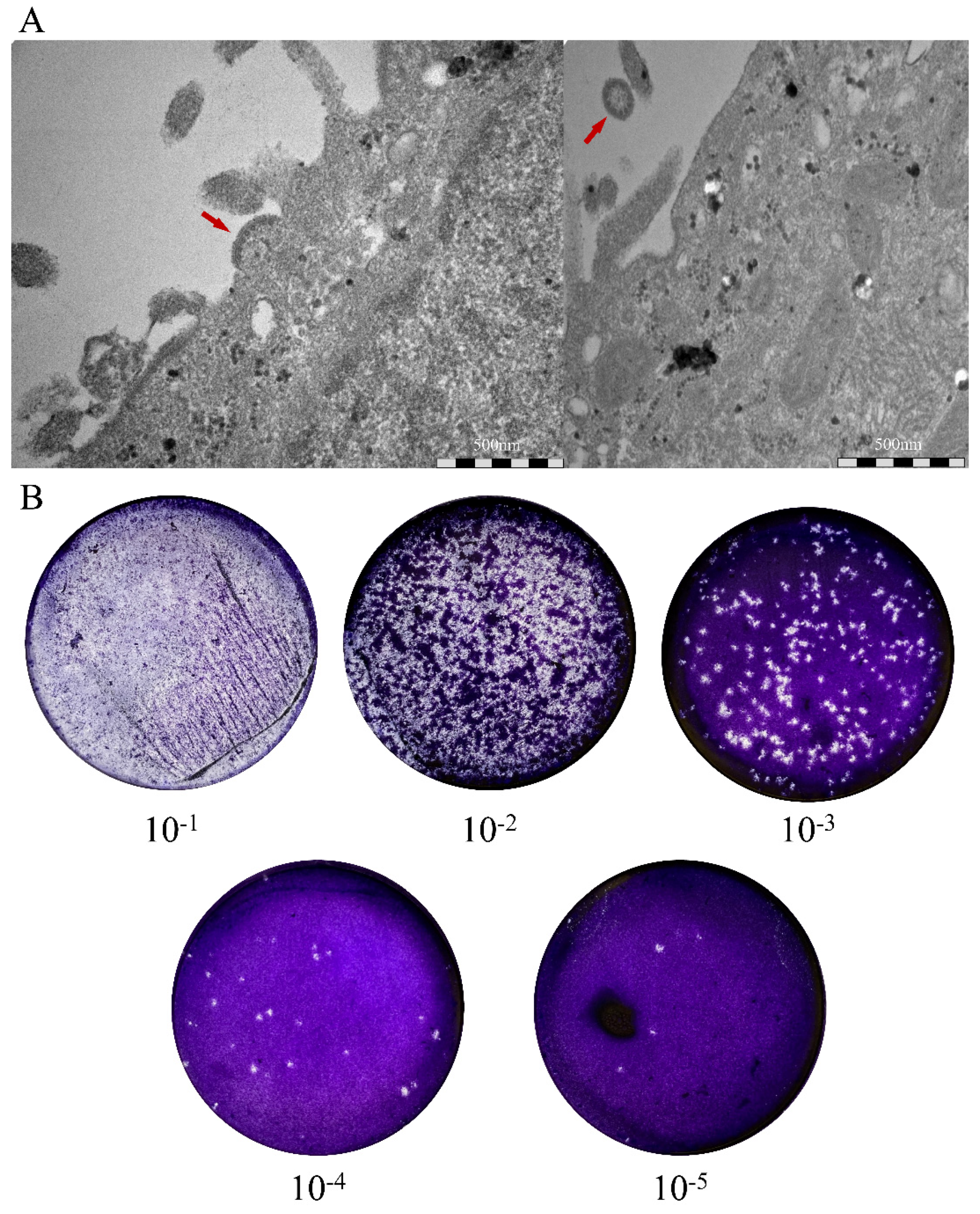 Viruses 13 02020 g002 Viruses 13 02020 g002