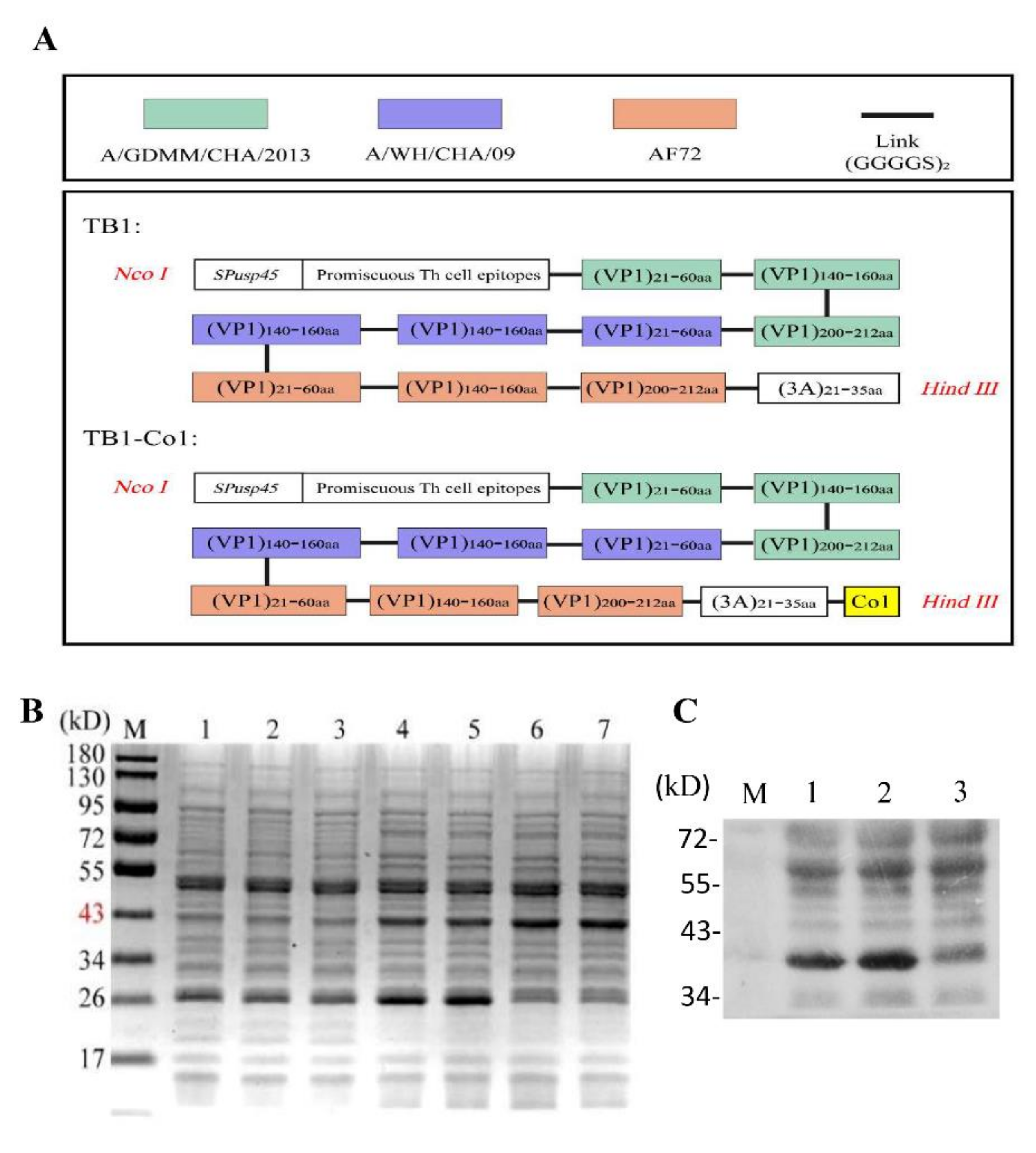 Viruses | Free Full-Text | Immune Responses to Orally Administered ...