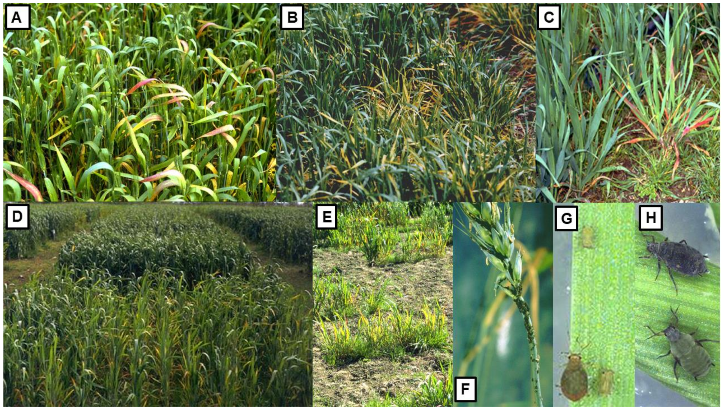 Viruses 13 02051 g003 Viruses 13 02051 g003