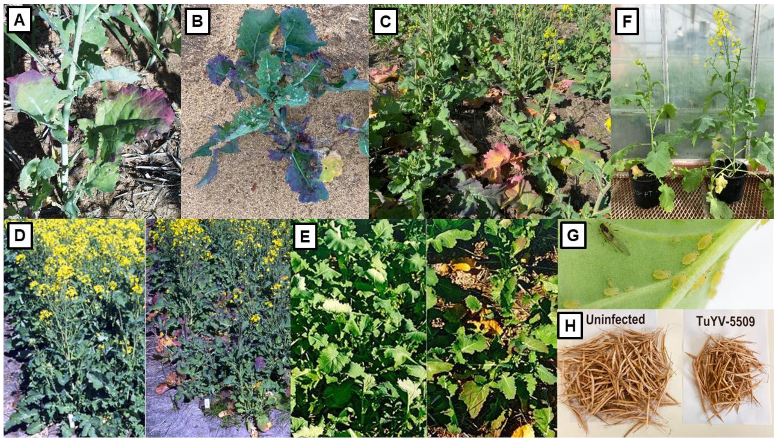 Viruses 13 02051 g005 Viruses 13 02051 g005