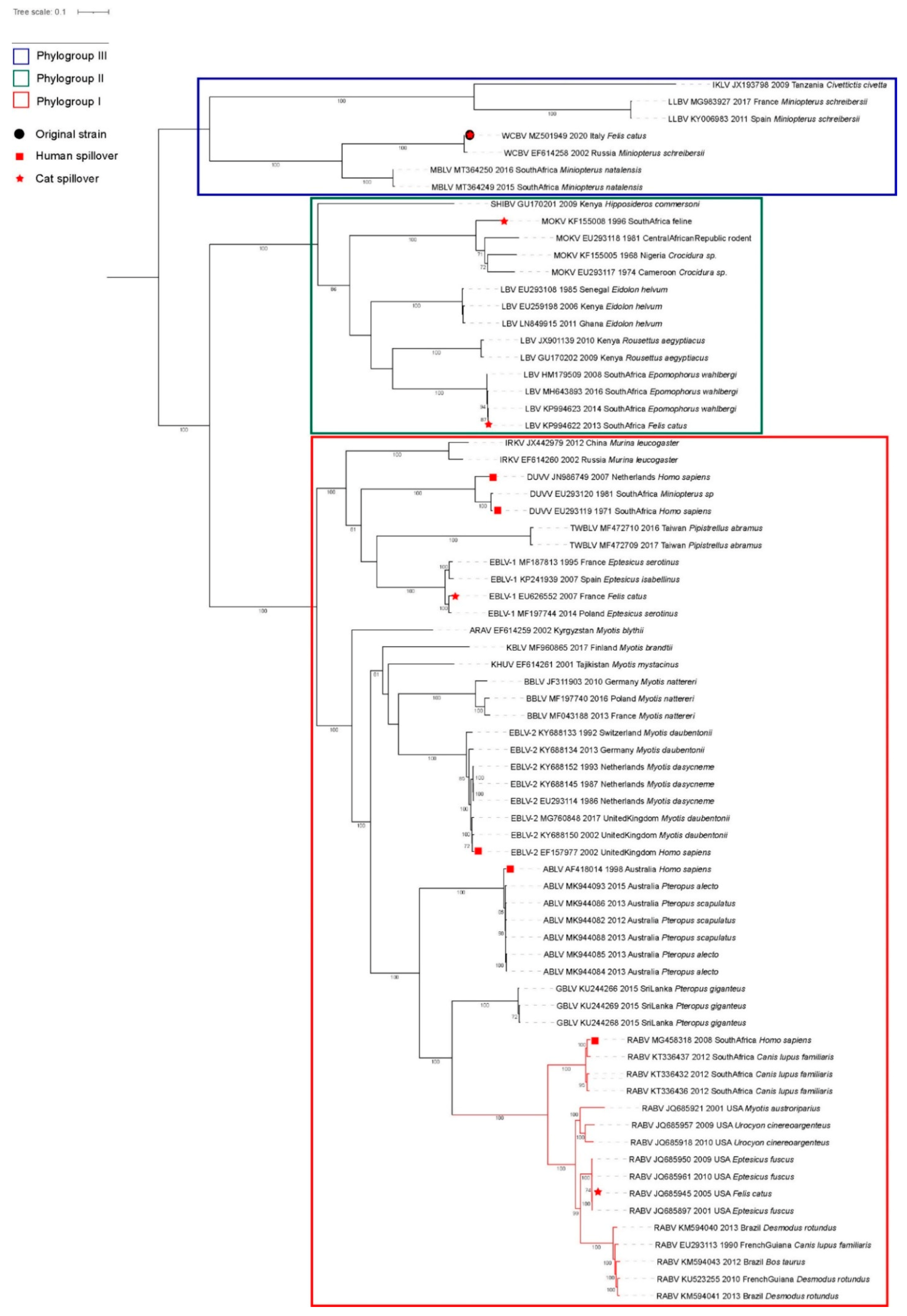 Viruses | Free Full-Text | Spillover of West Caucasian Bat Lyssavirus  (WCBV) in a Domestic Cat and Westward Expansion in the Palearctic Region |  HTML