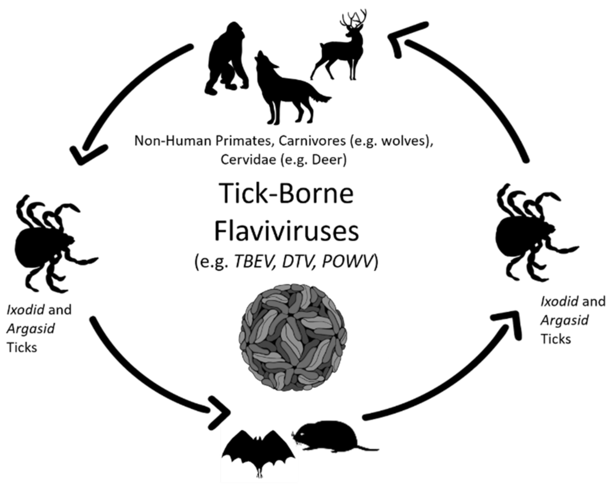 Viruses | Free Full-Text | Flavivirus Persistence in Wildlife Populations |  HTML