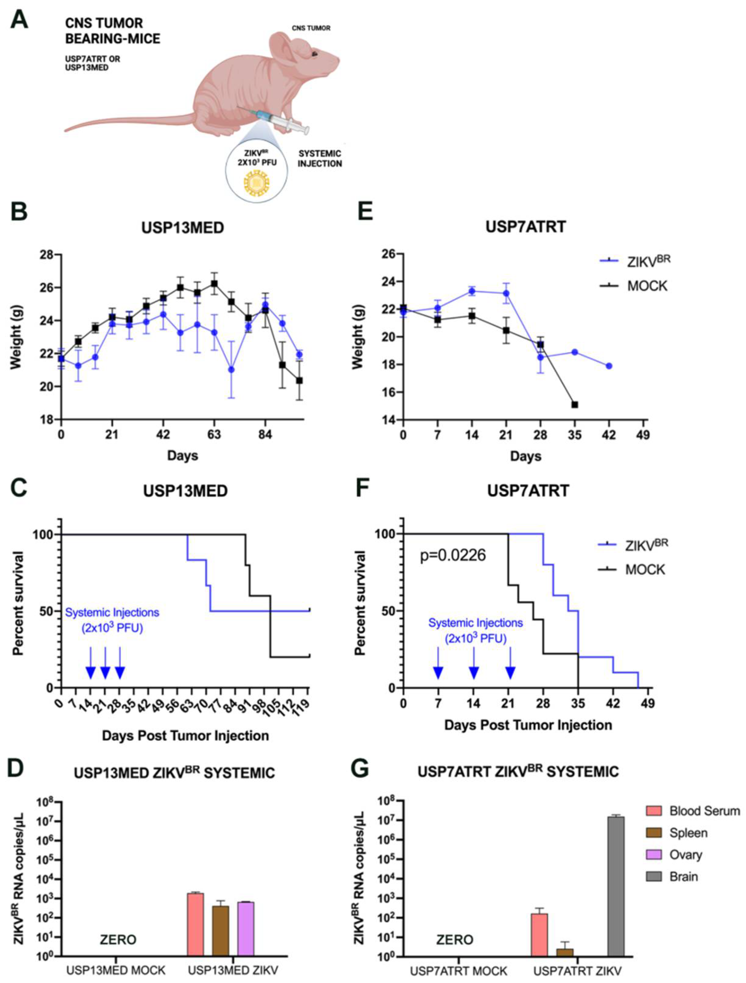 Viruses 13 02103 g002