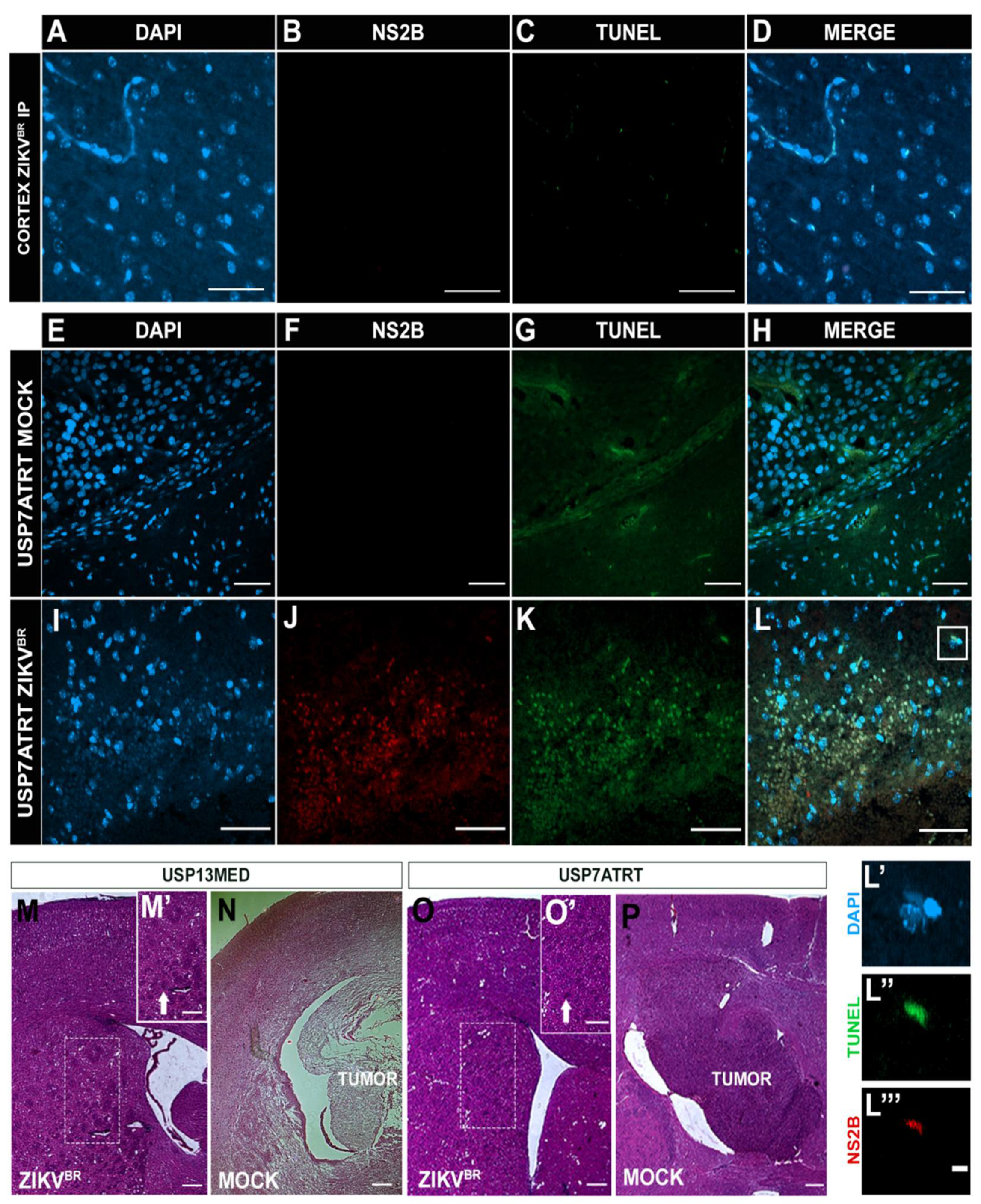 Viruses 13 02103 g003