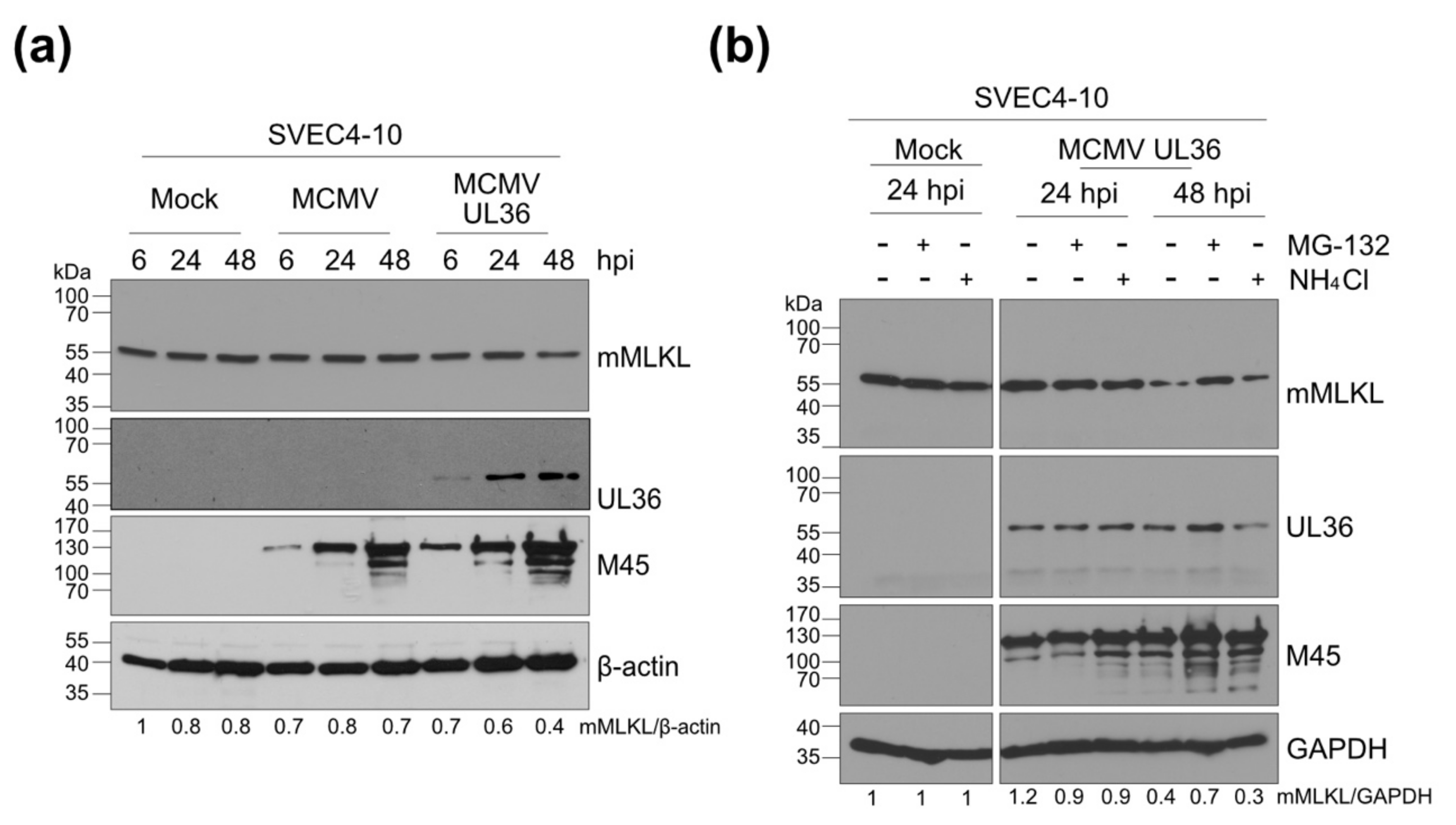 Viruses 13 02134 g005 Viruses 13 02134 g005