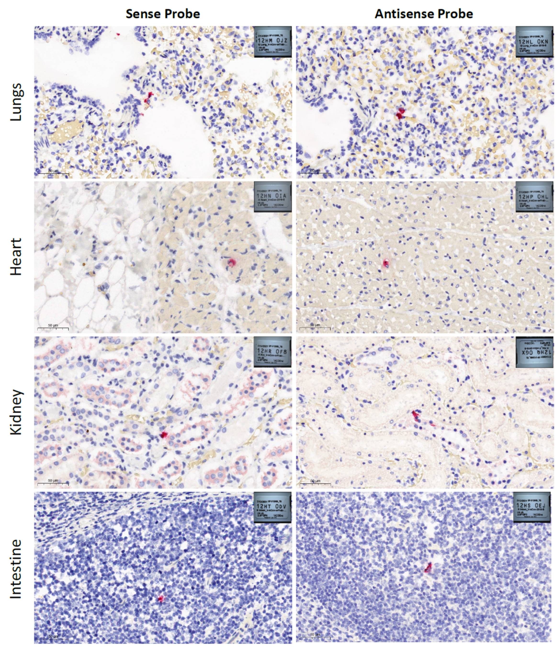 Viruses 13 02141 g001