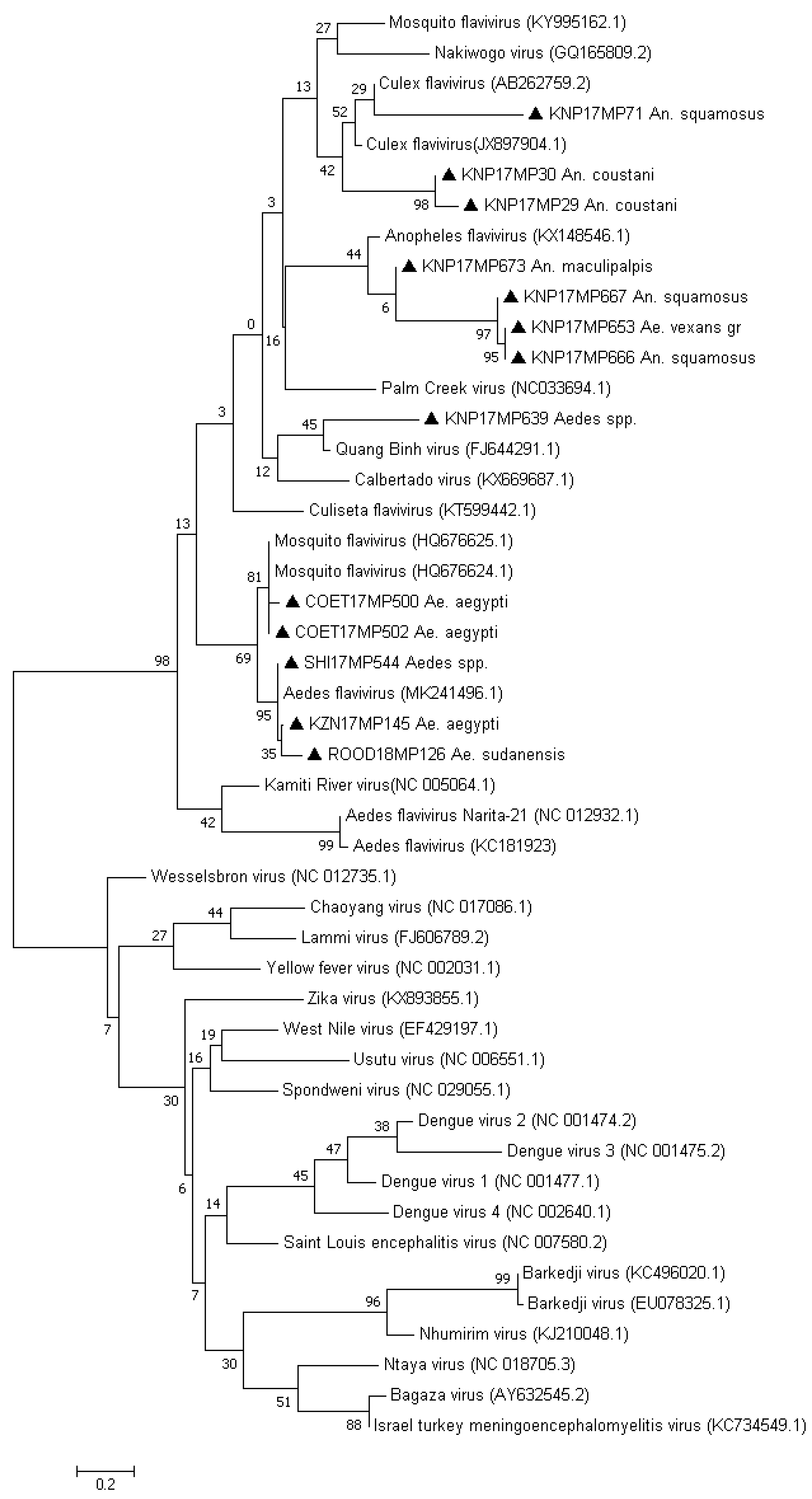 Viruses | Free Full-Text | Detection of Insect-Specific Flaviviruses in ...