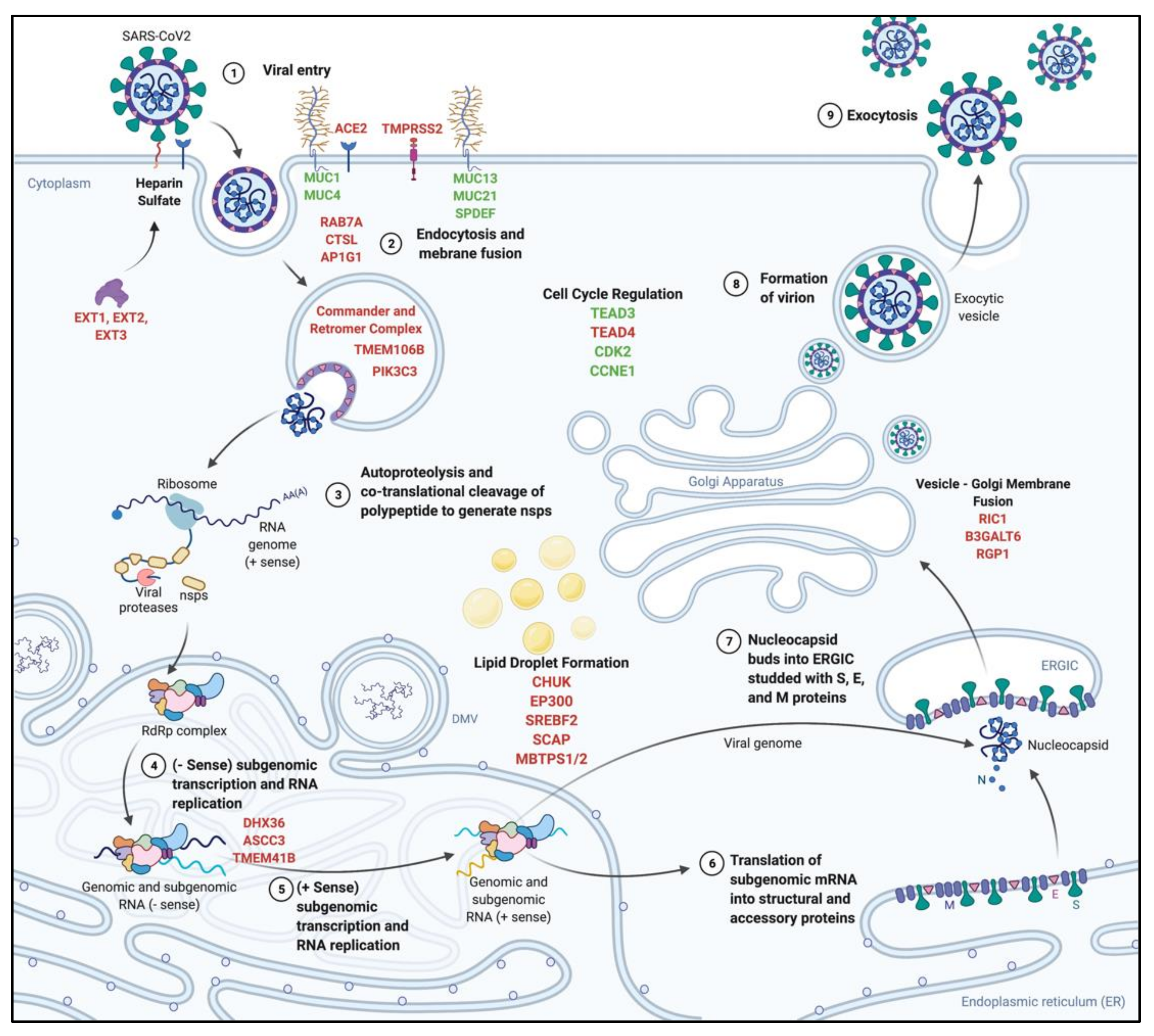 Viruses 13 02157 g002