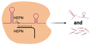 Viruses 13 02157 i003