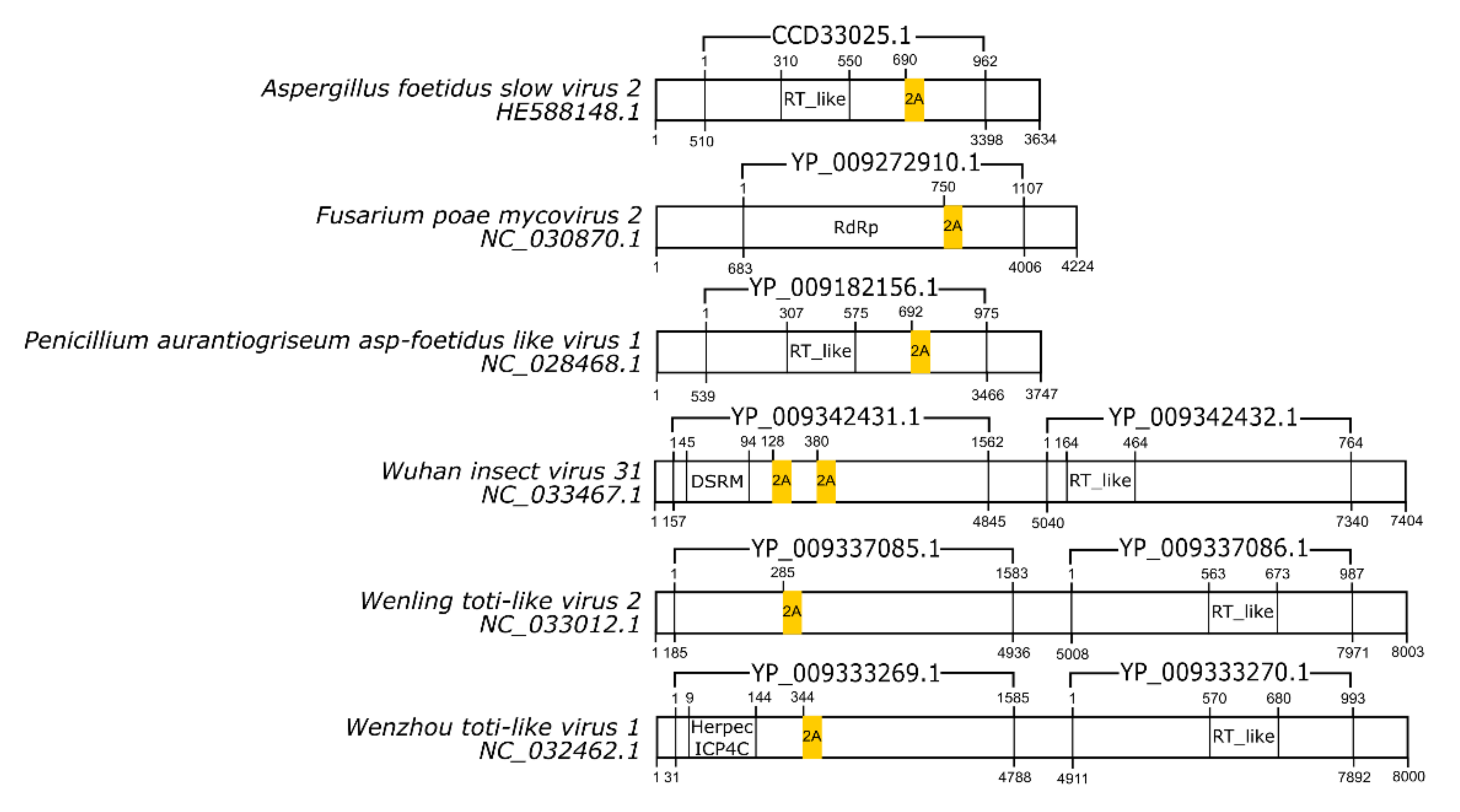 Viruses Free Full Text 2a And 2a Like Sequences Distribution In Different Virus Species And Applications In Biotechnology Html