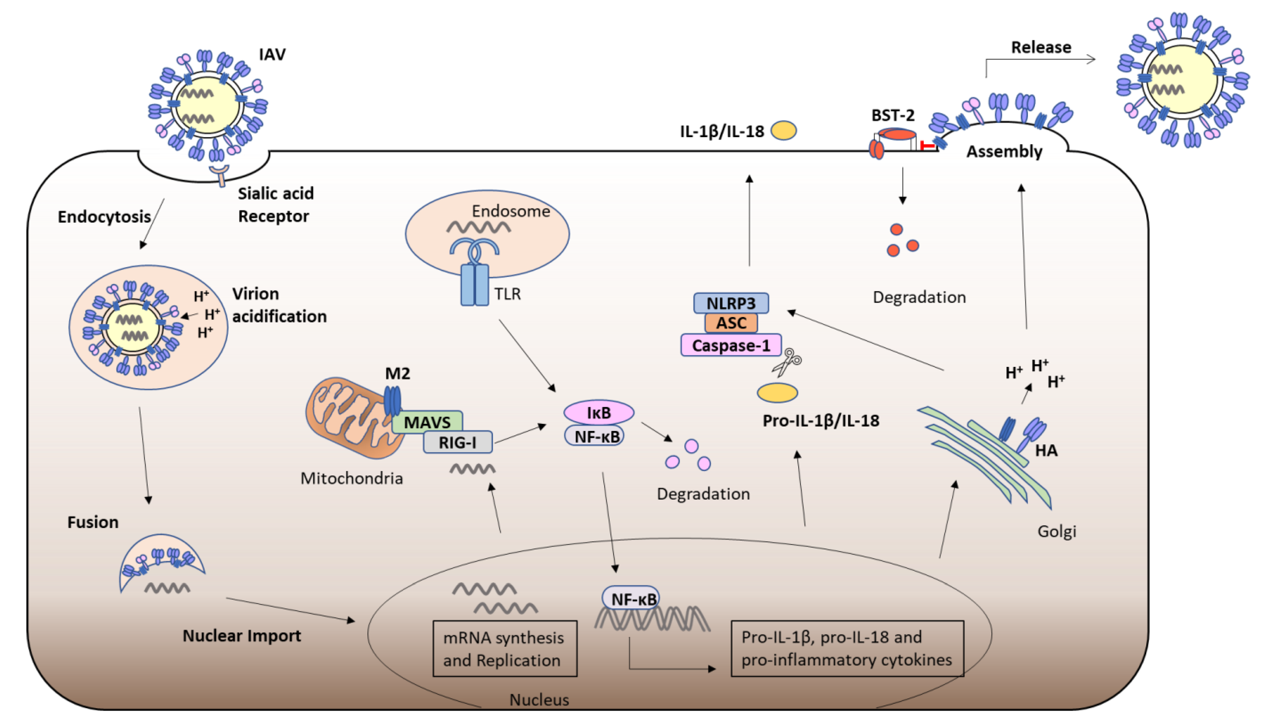 Viruses | Free Full-Text | Unravelling the Immunomodulatory Effects of ...