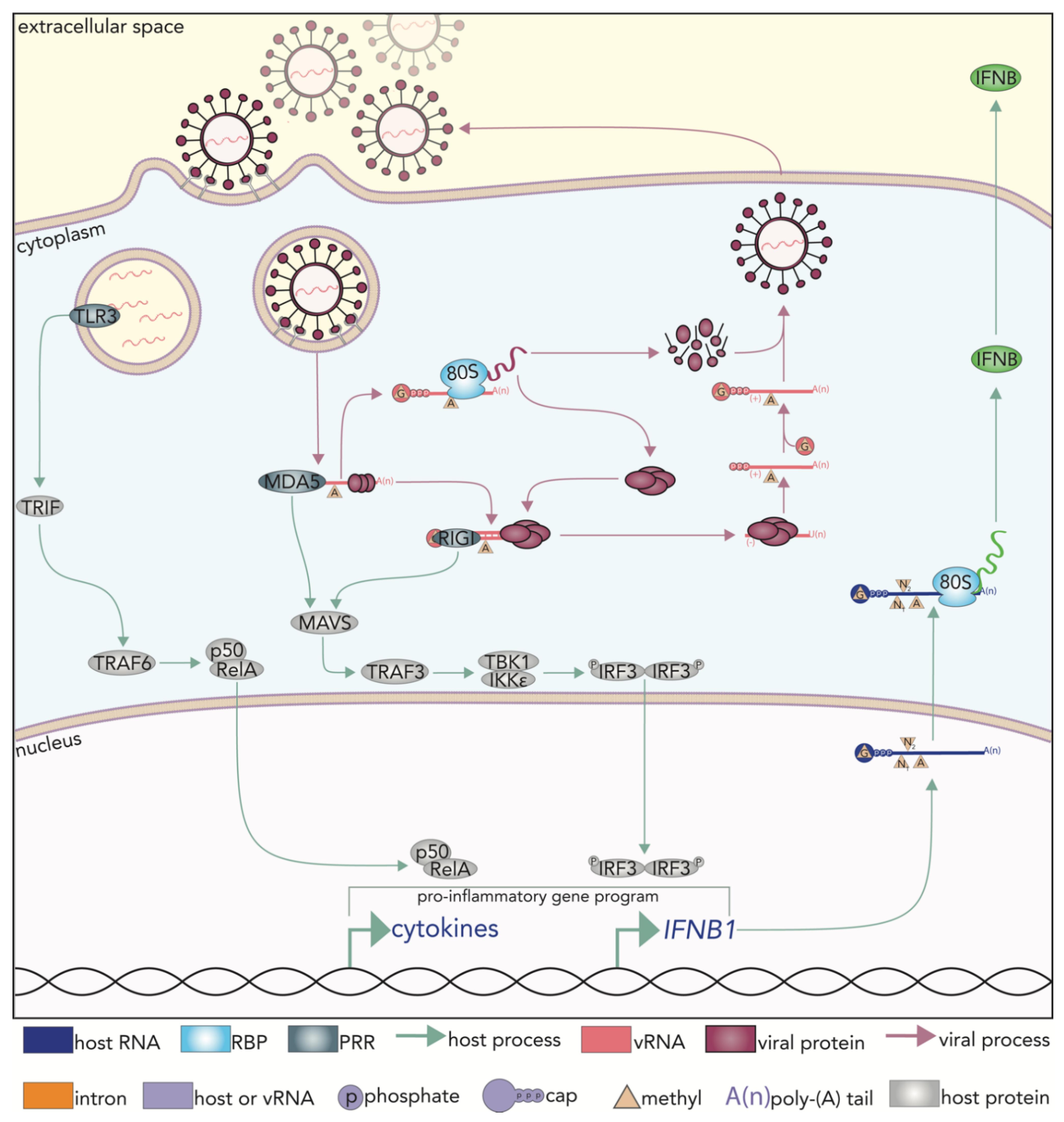 Utility of Proteomics in Emerging and Re-Emerging Infectious Diseases  Caused by RNA Viruses