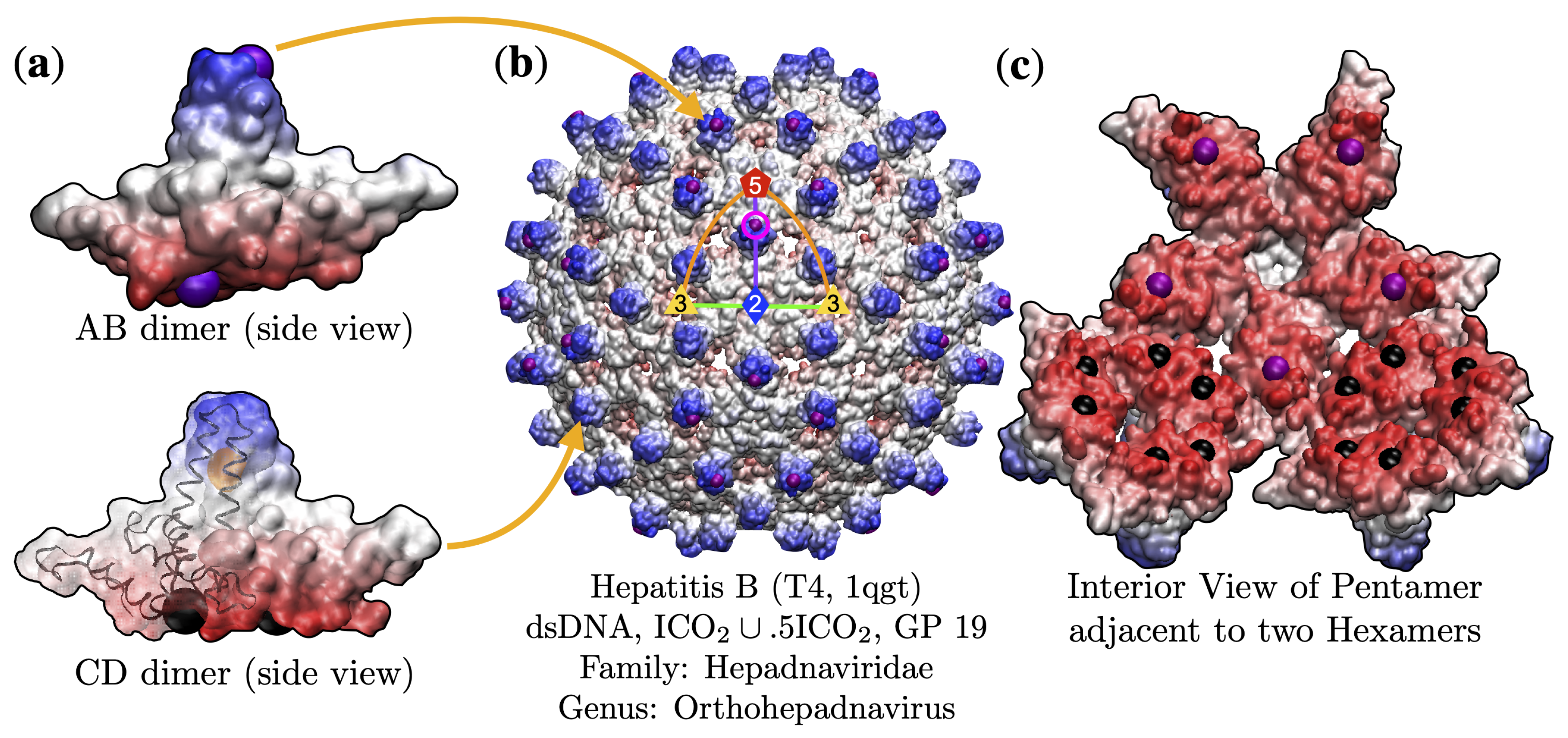 Viruses 13 02191 g002 Viruses 13 02191 g002