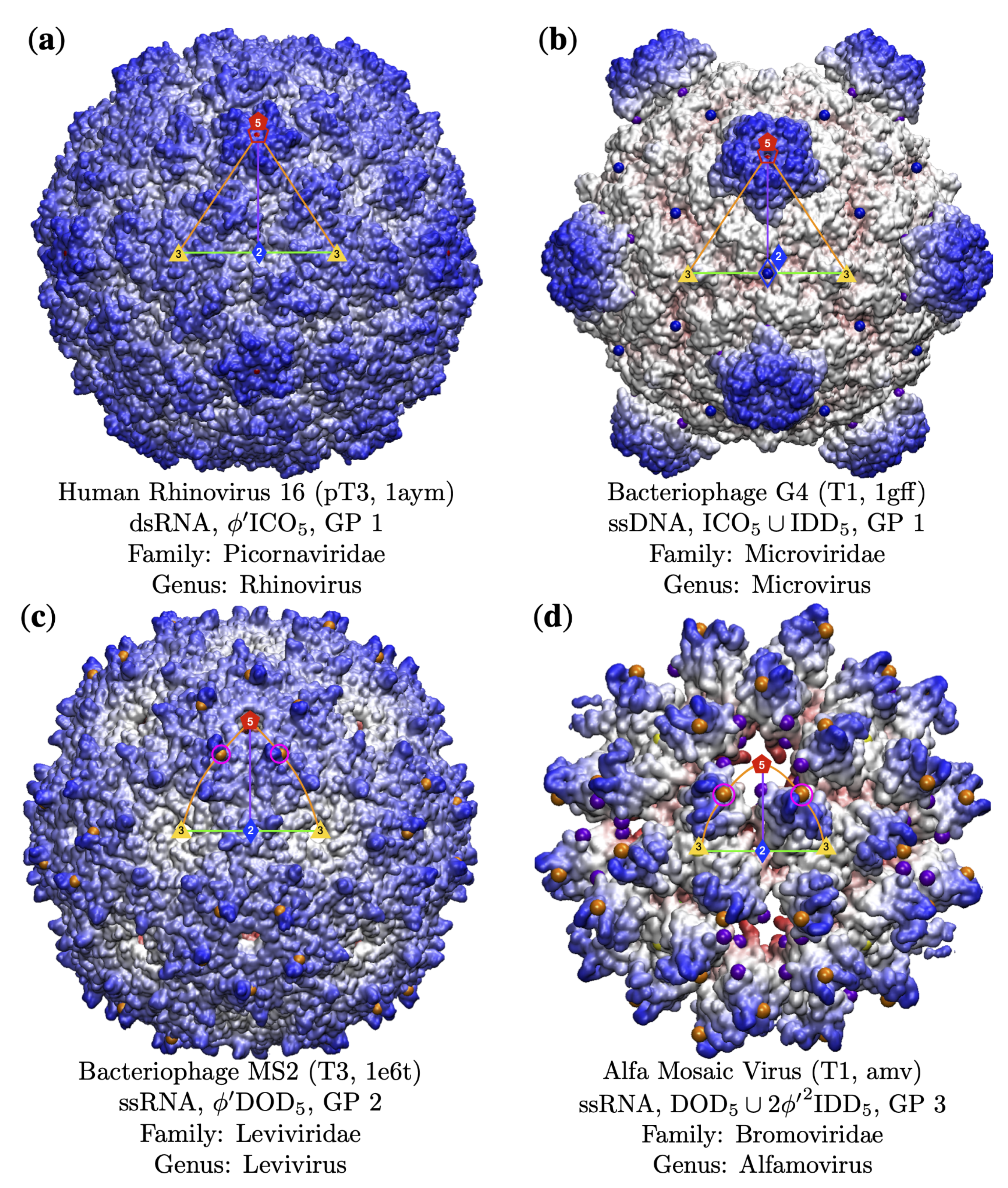 Viruses 13 02191 g007 Viruses 13 02191 g007