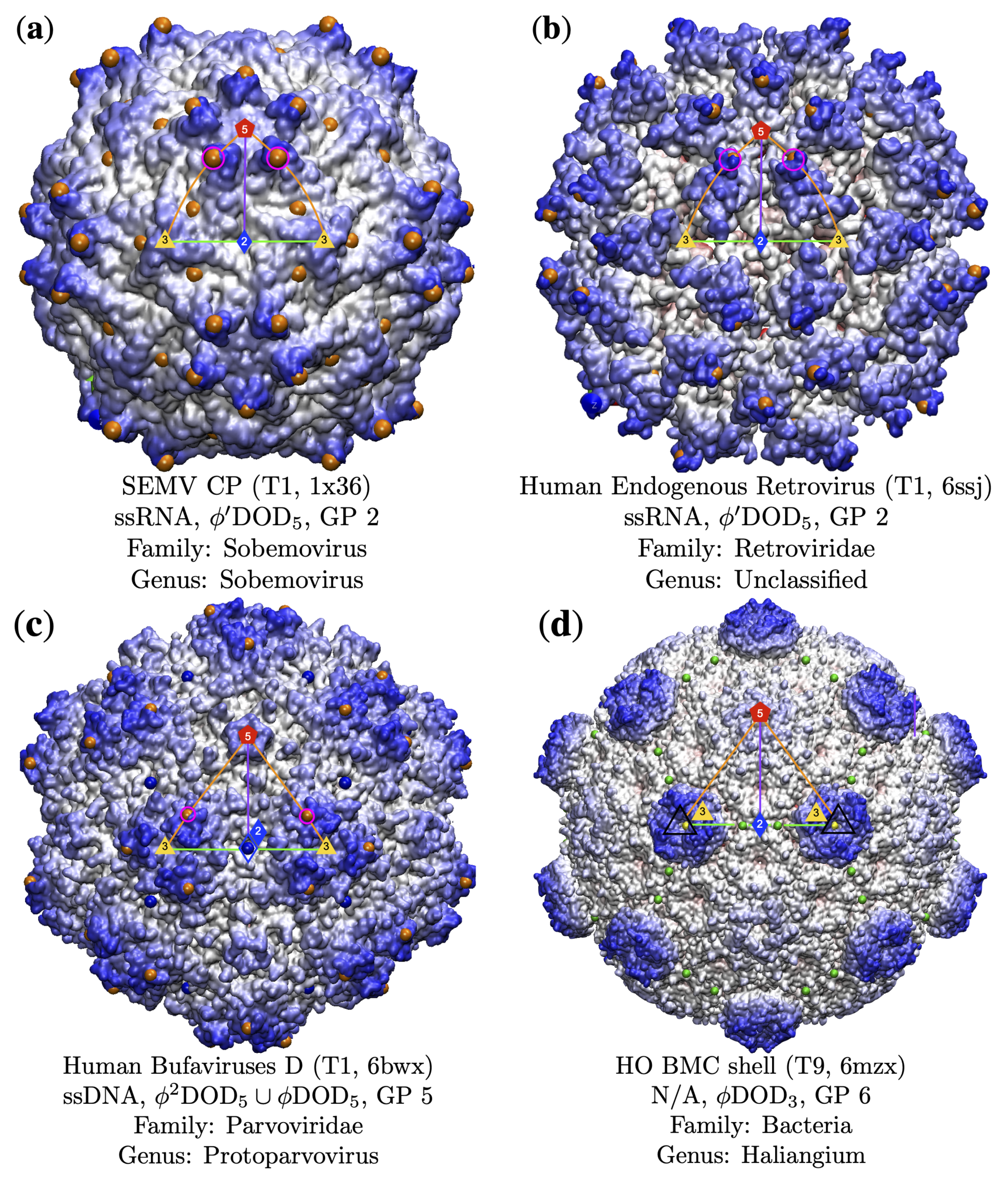 Viruses 13 02191 g008 Viruses 13 02191 g008