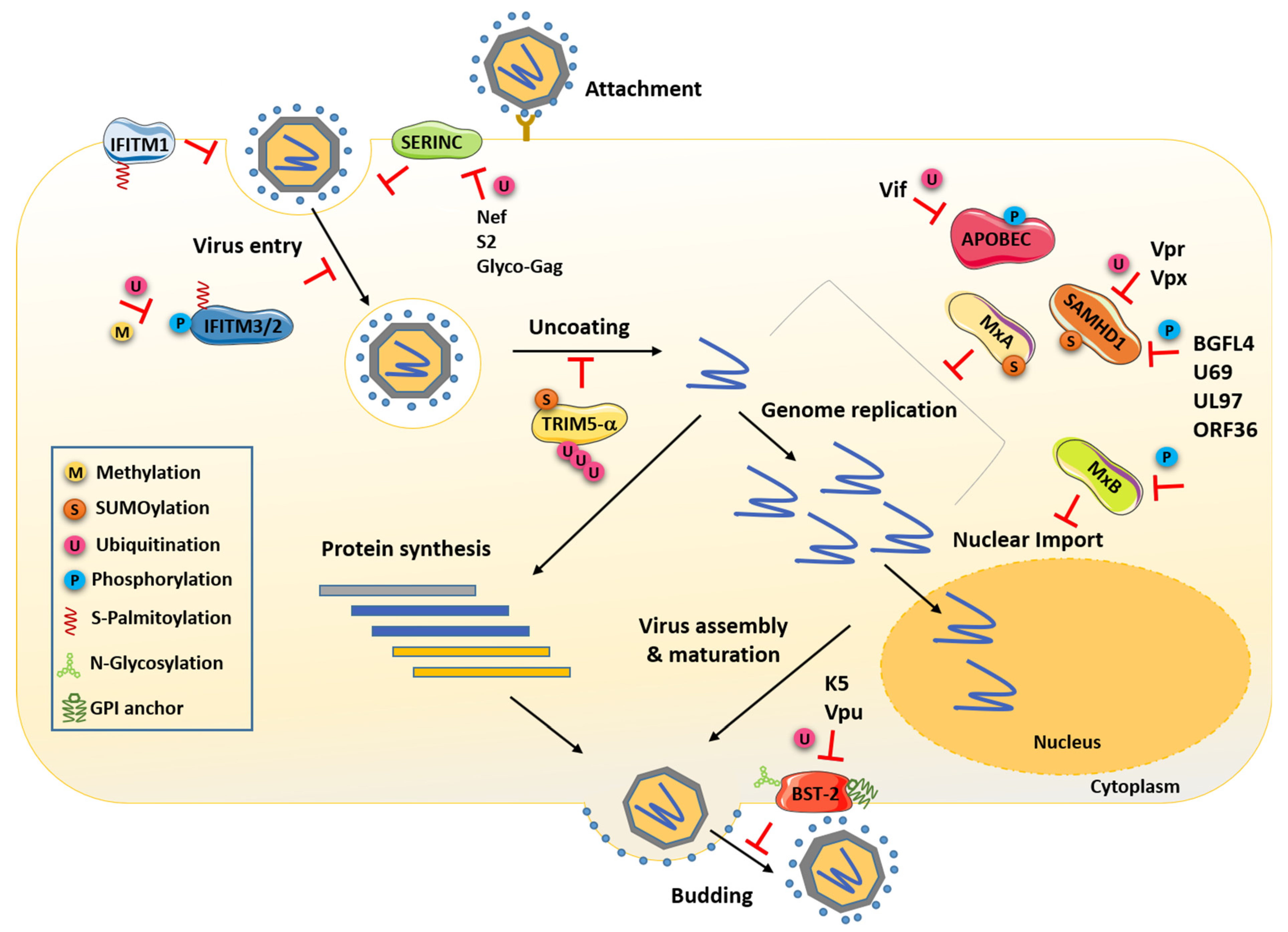 Viruses | Free Full-Text | Regulation of Viral Restriction by  Post-Translational Modifications